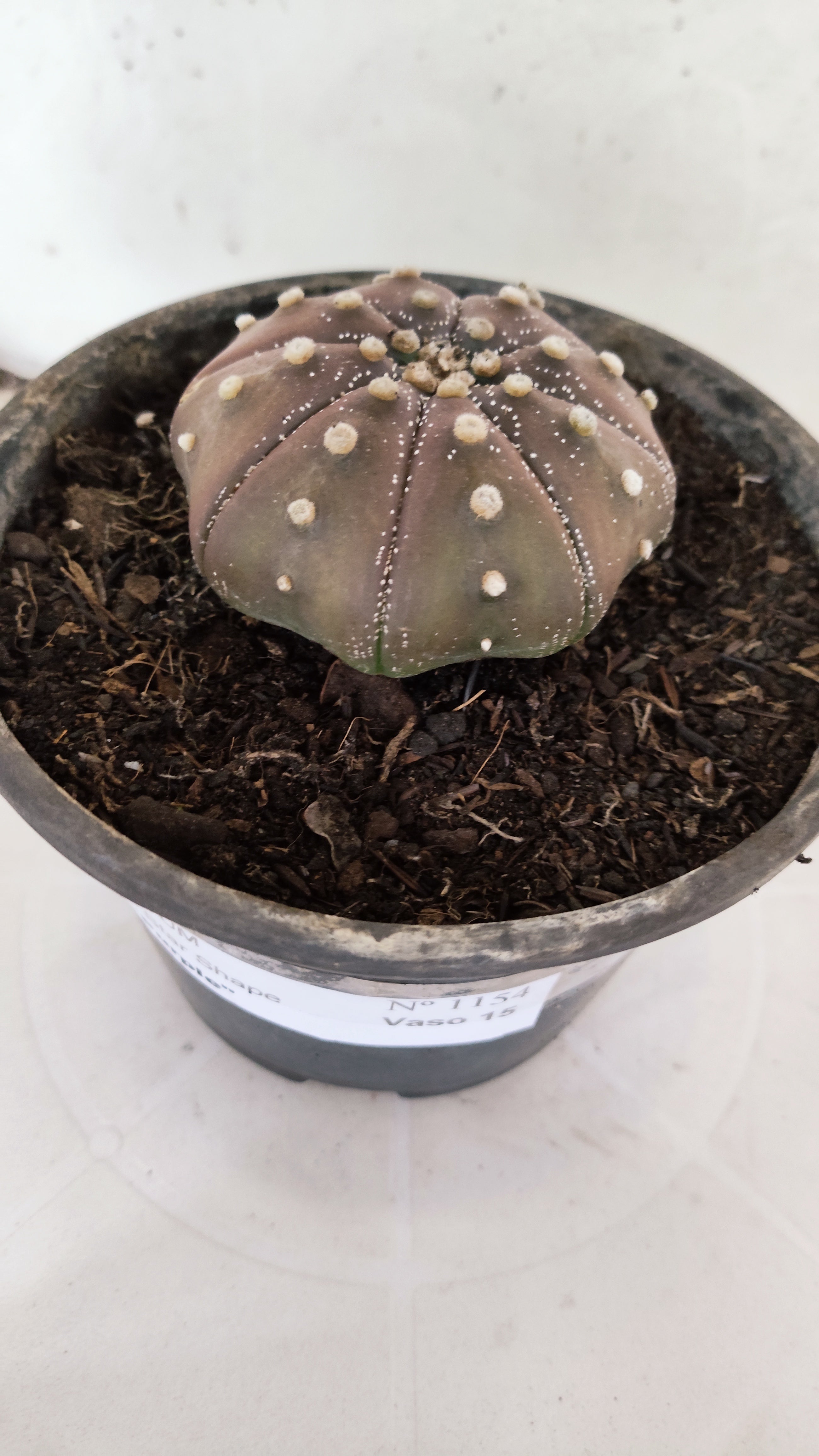 ASTROPHYTUM ASTERIAS "STAR SHAPE - PURPLE"   Nº 1154 – vaso 15