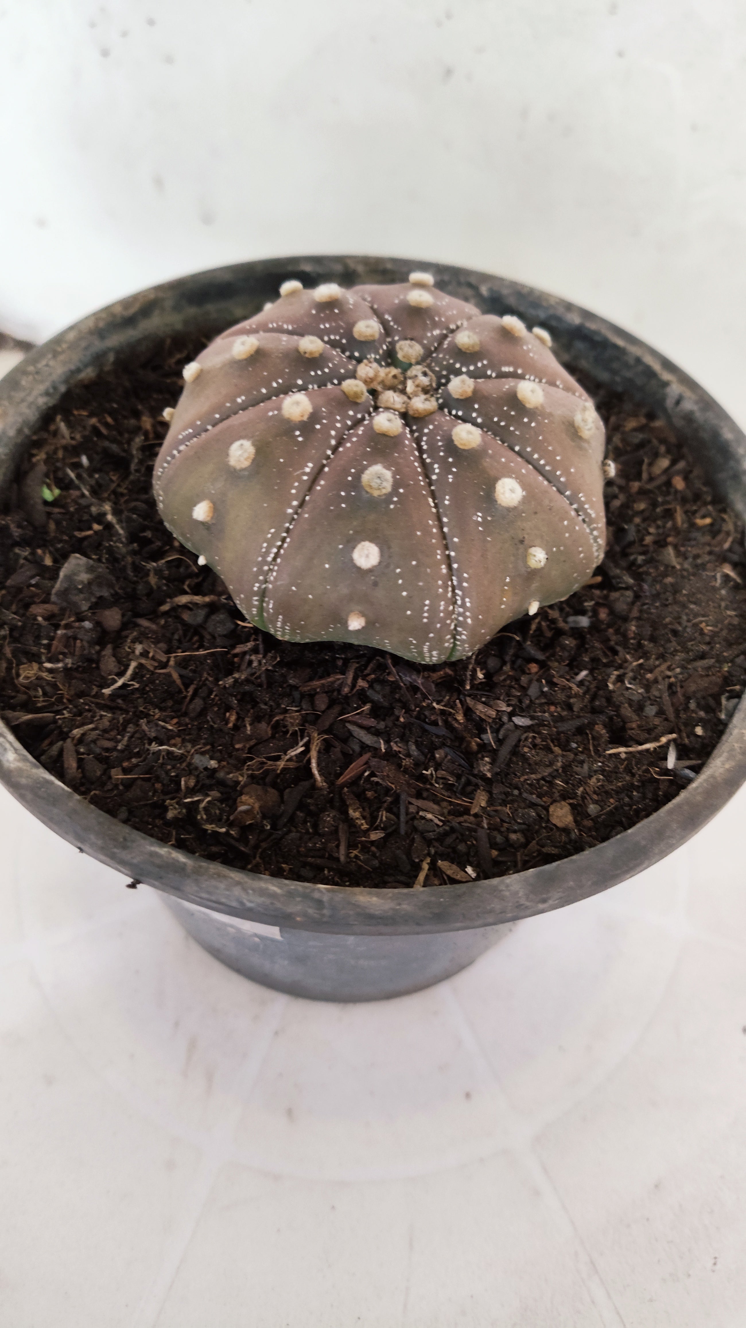 ASTROPHYTUM ASTERIAS "STAR SHAPE - PURPLE"   Nº 1154 – vaso 15