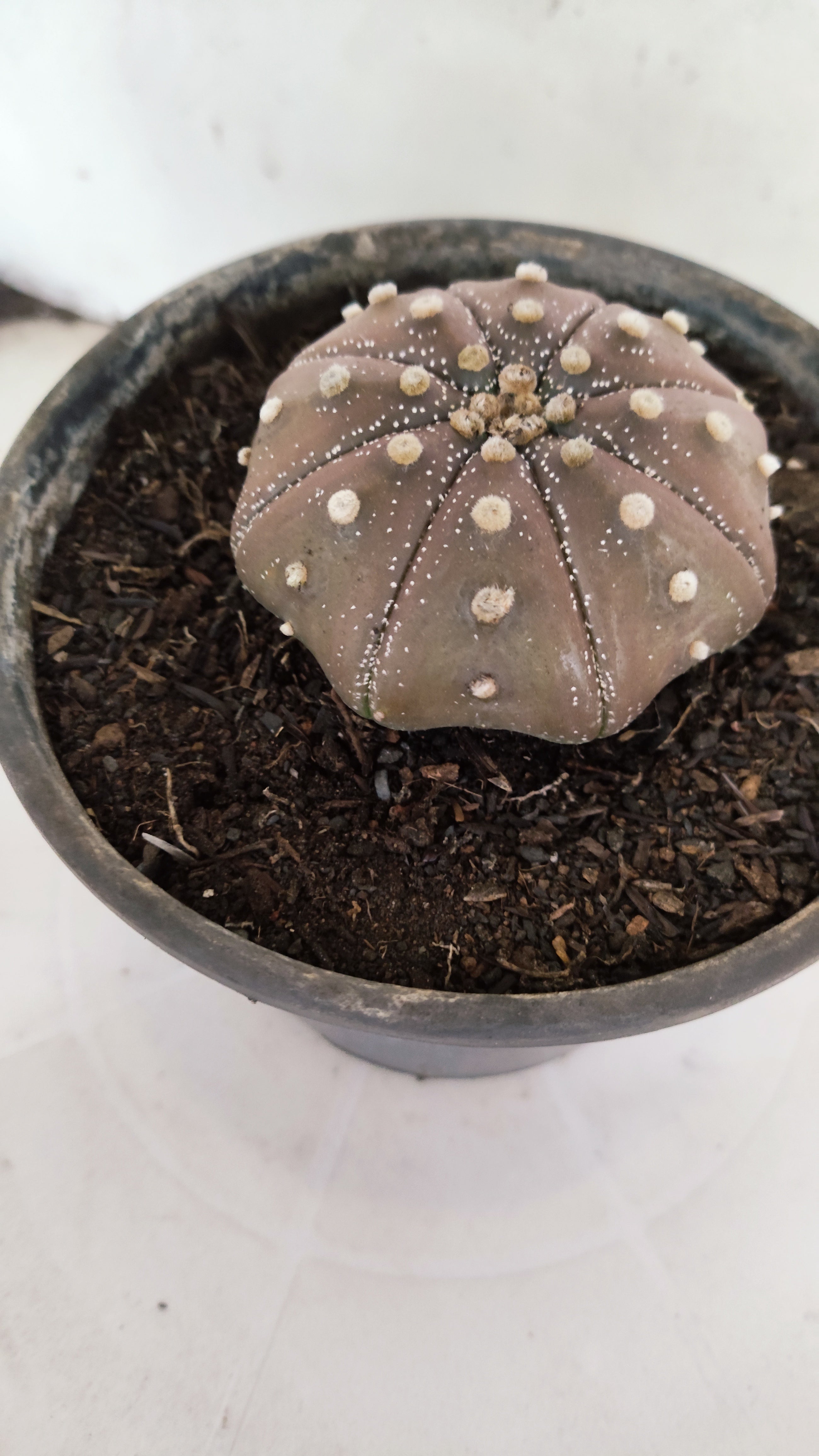 ASTROPHYTUM ASTERIAS "STAR SHAPE - PURPLE"   Nº 1154 – vaso 15