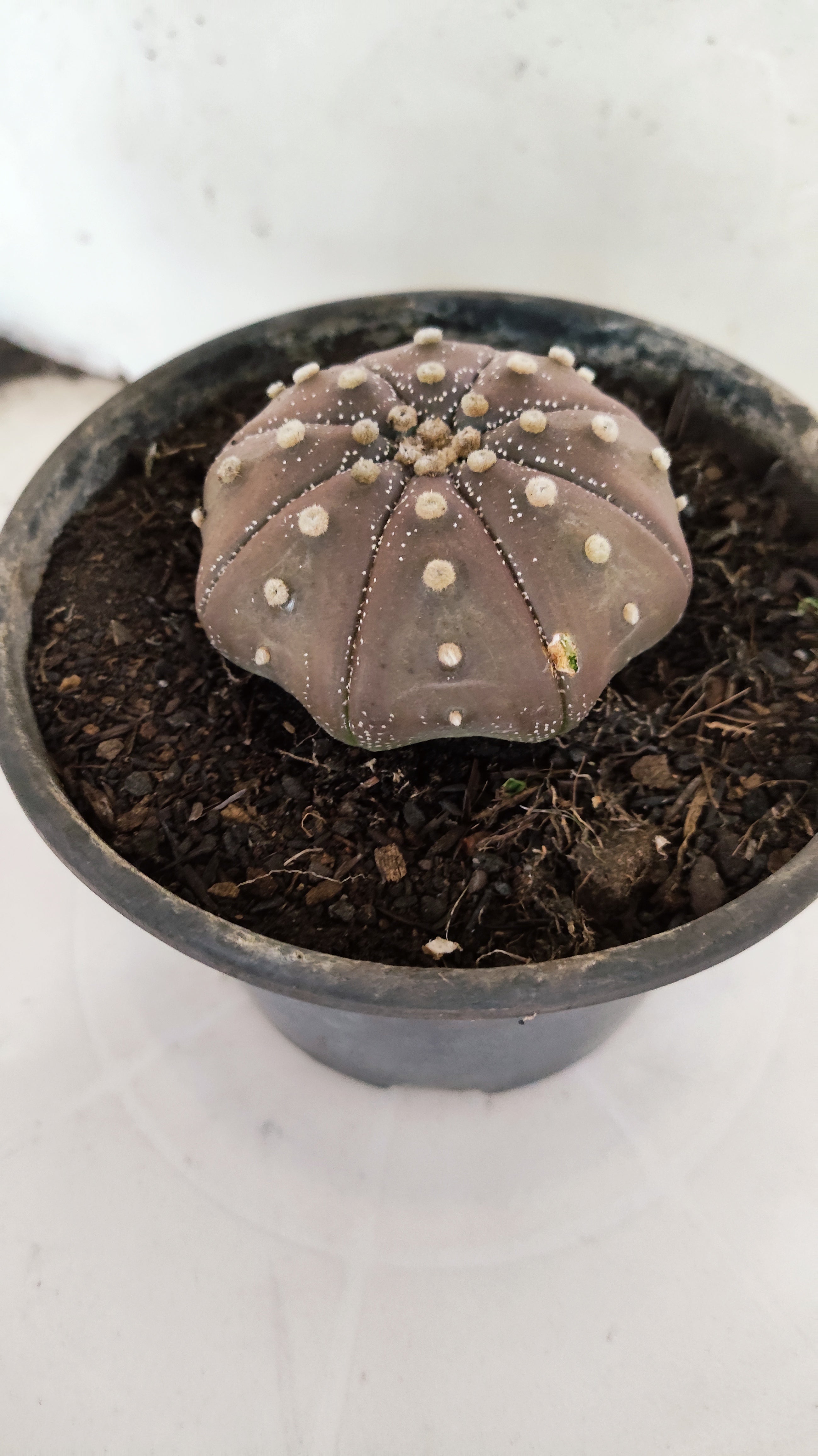 ASTROPHYTUM ASTERIAS "STAR SHAPE - PURPLE"   Nº 1154 – vaso 15