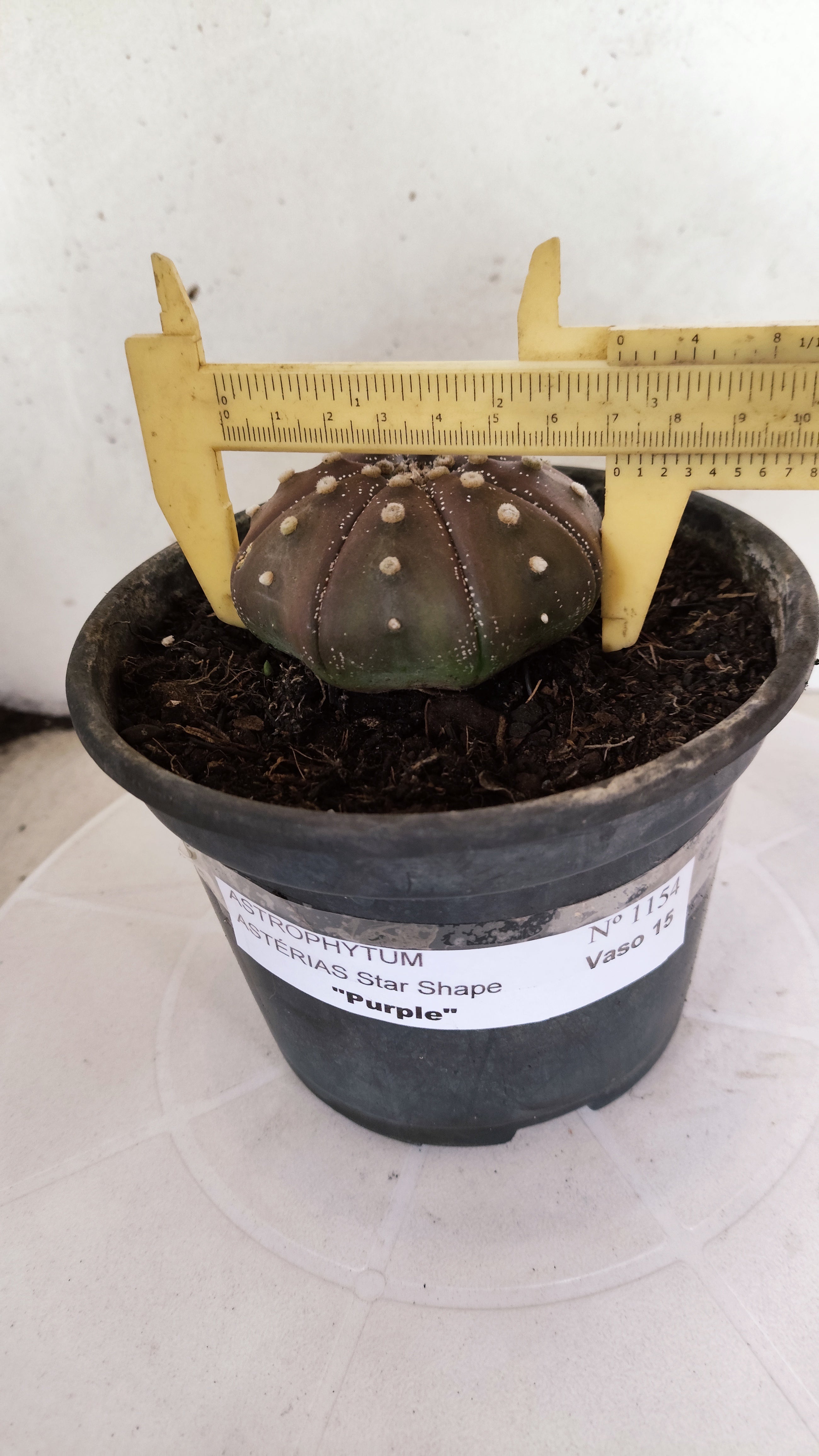 ASTROPHYTUM ASTERIAS "STAR SHAPE - PURPLE"   Nº 1154 – vaso 15