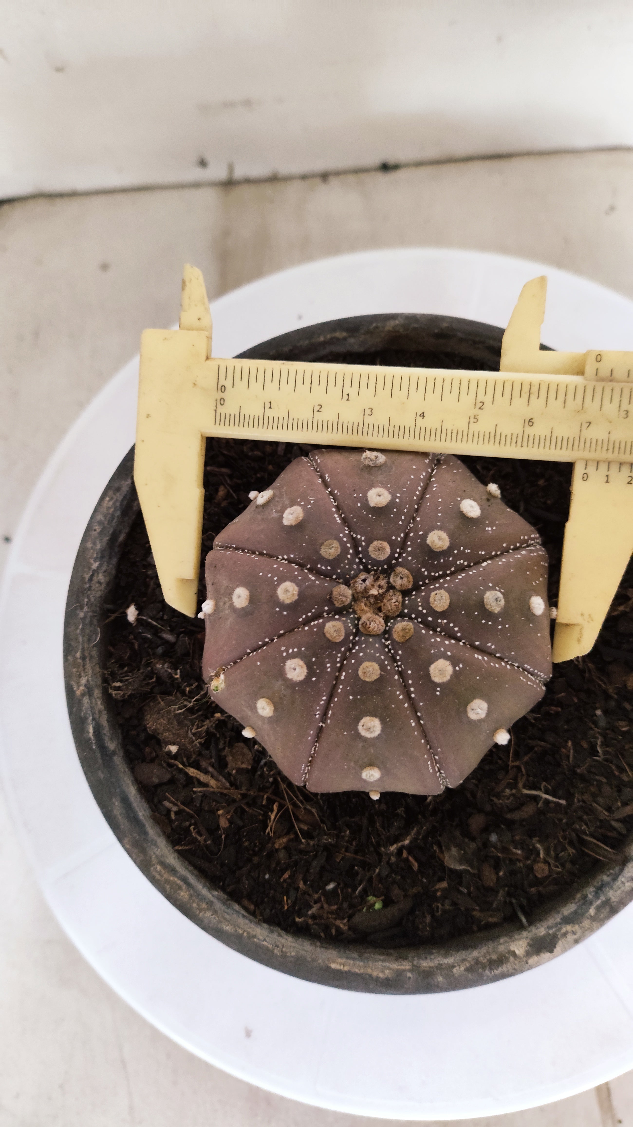 ASTROPHYTUM ASTERIAS "STAR SHAPE - PURPLE"   Nº 1154 – vaso 15