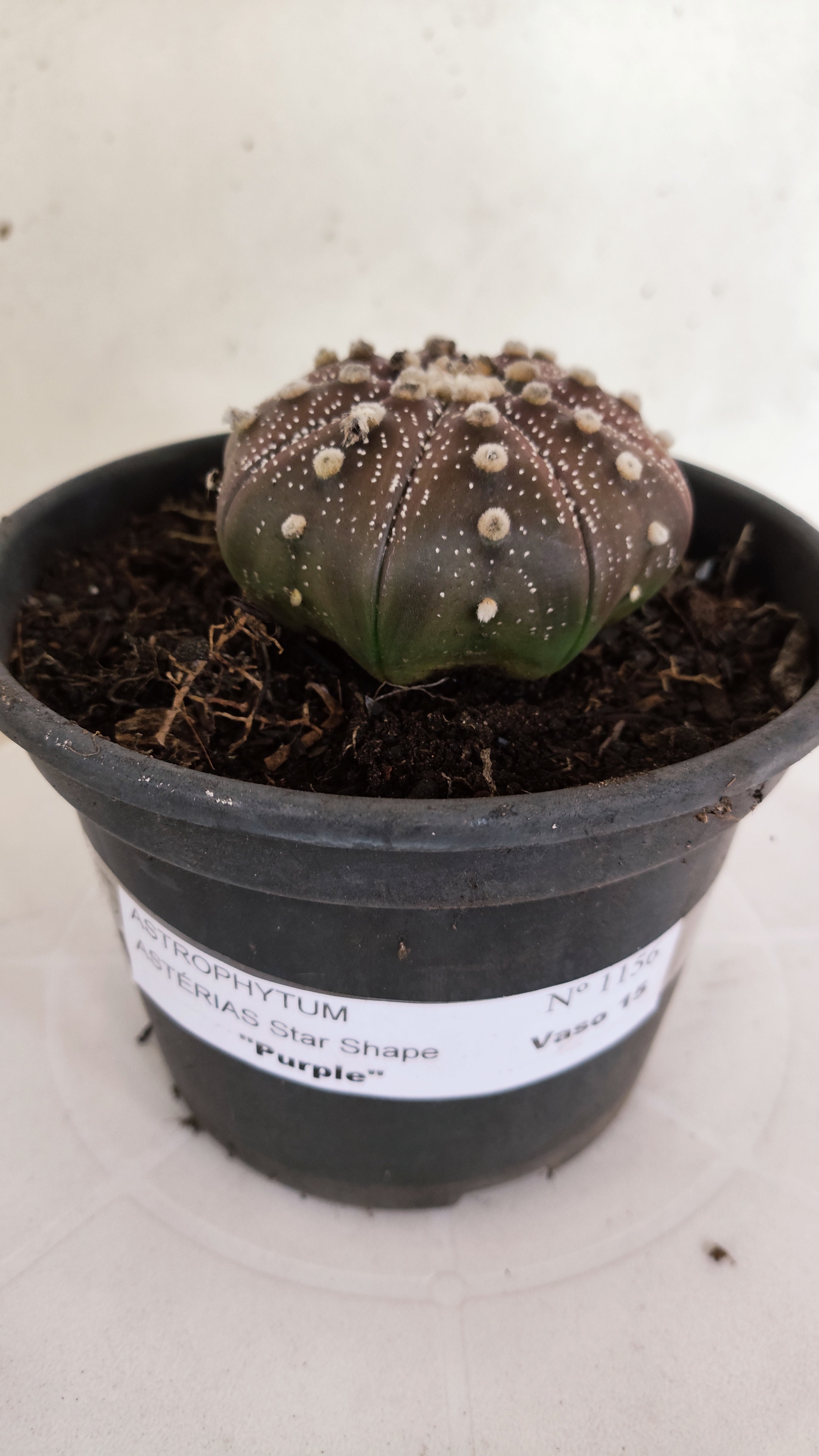 ASTROPHYTUM ASTERIAS "STAR SHAPE - PURPLE"   Nº 1156 – vaso 15