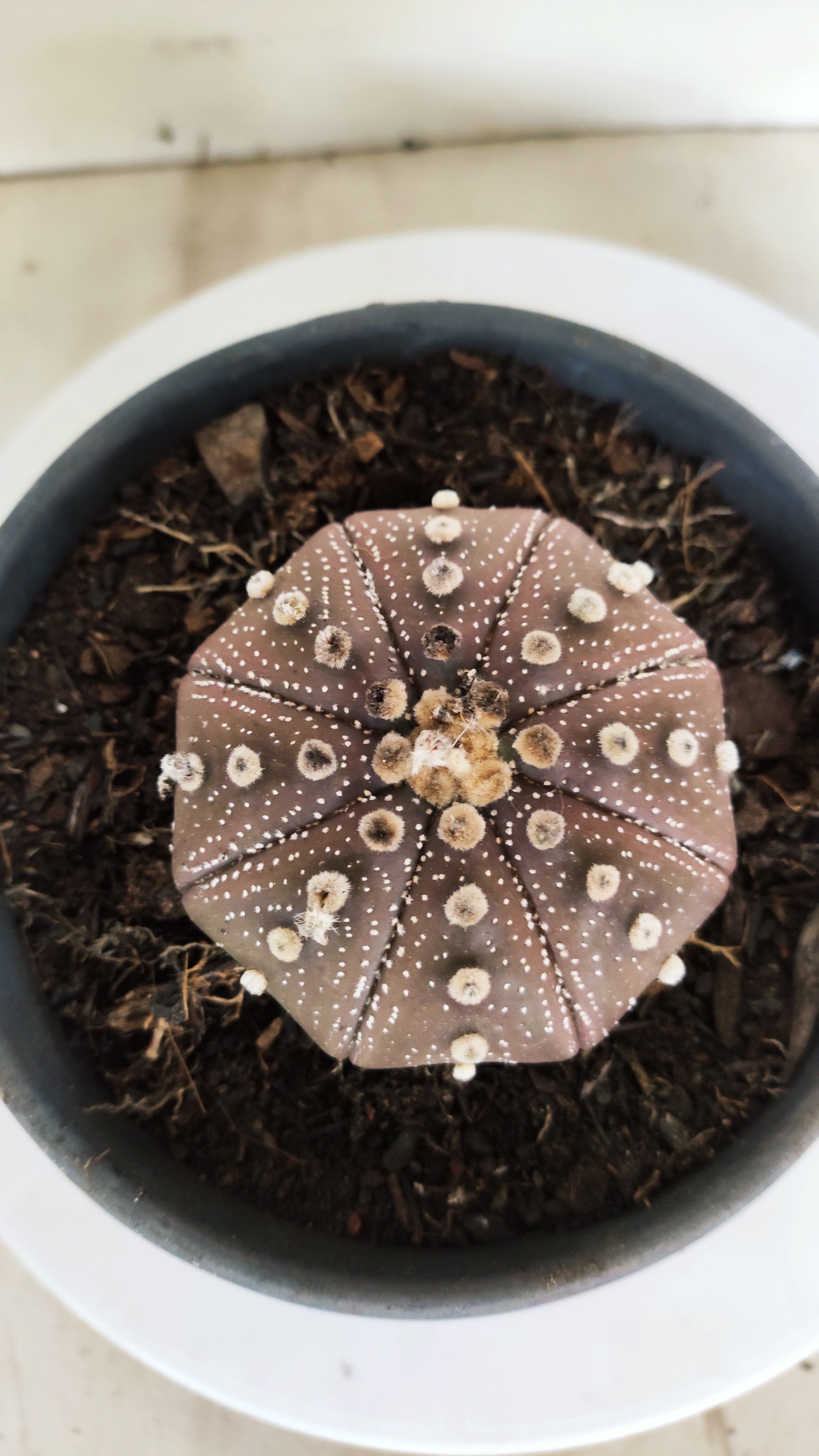 ASTROPHYTUM ASTERIAS "STAR SHAPE - PURPLE"   Nº 1156 – vaso 15