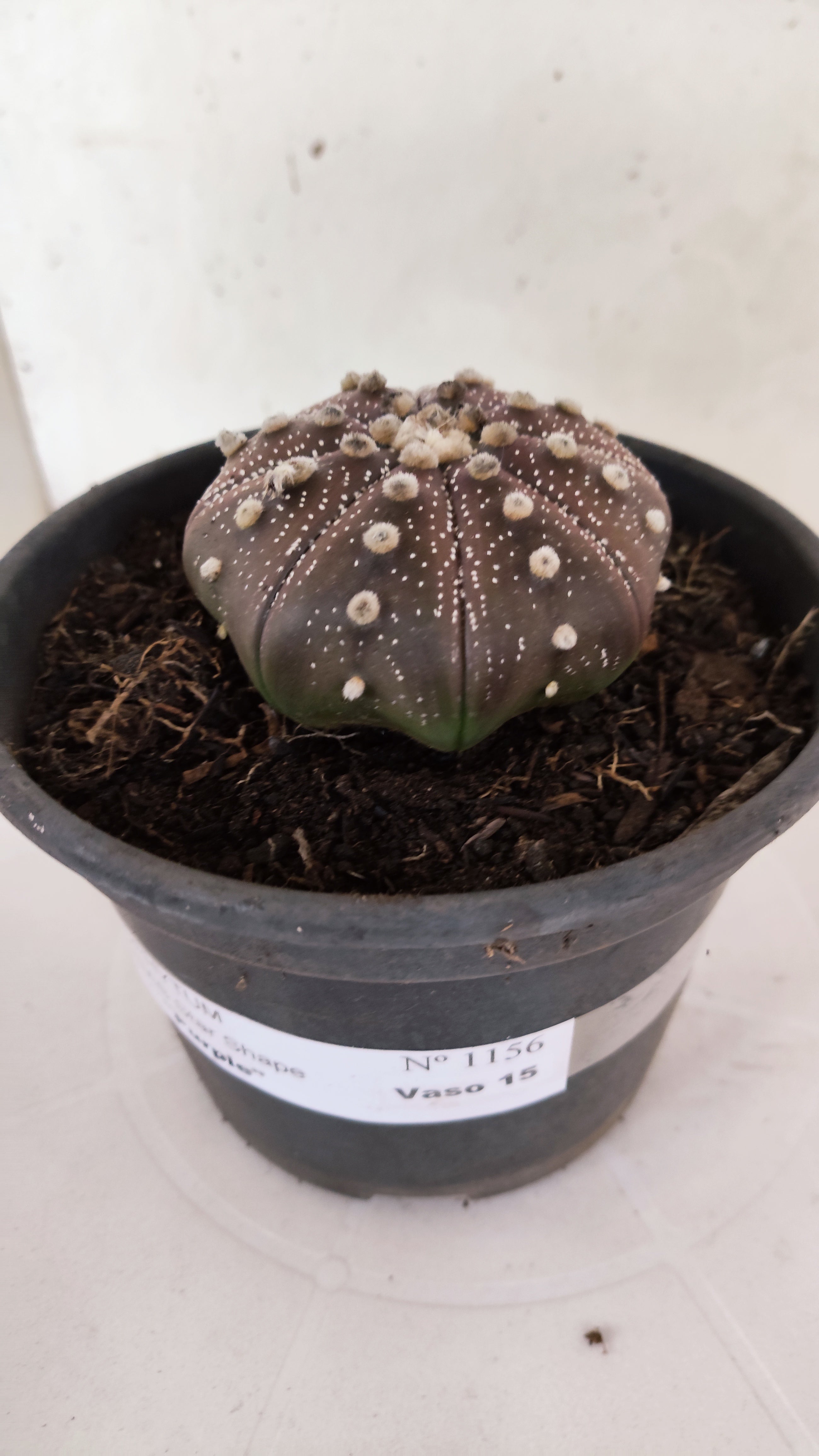 ASTROPHYTUM ASTERIAS "STAR SHAPE - PURPLE"   Nº 1156 – vaso 15