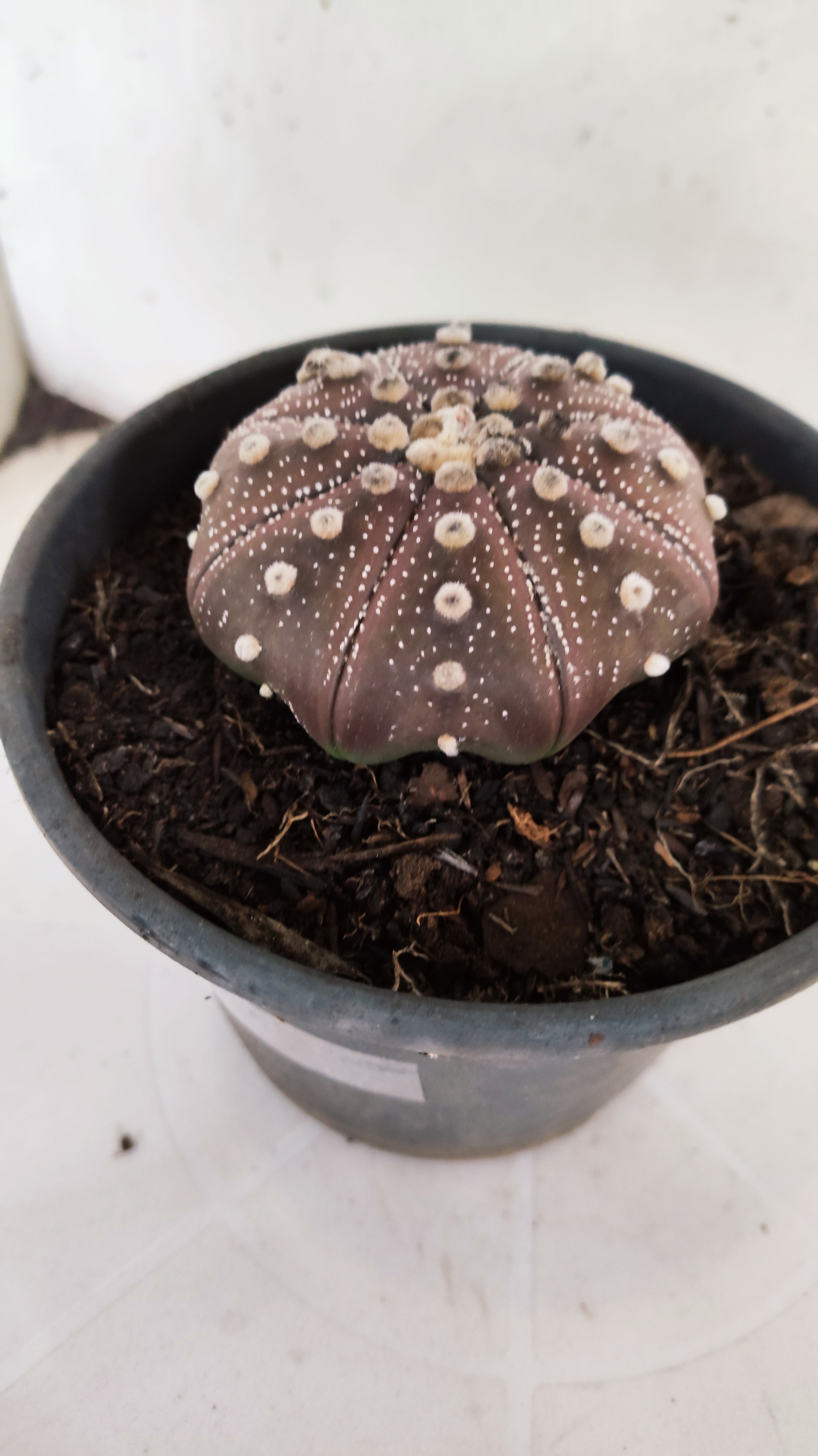 ASTROPHYTUM ASTERIAS "STAR SHAPE - PURPLE"   Nº 1156 – vaso 15