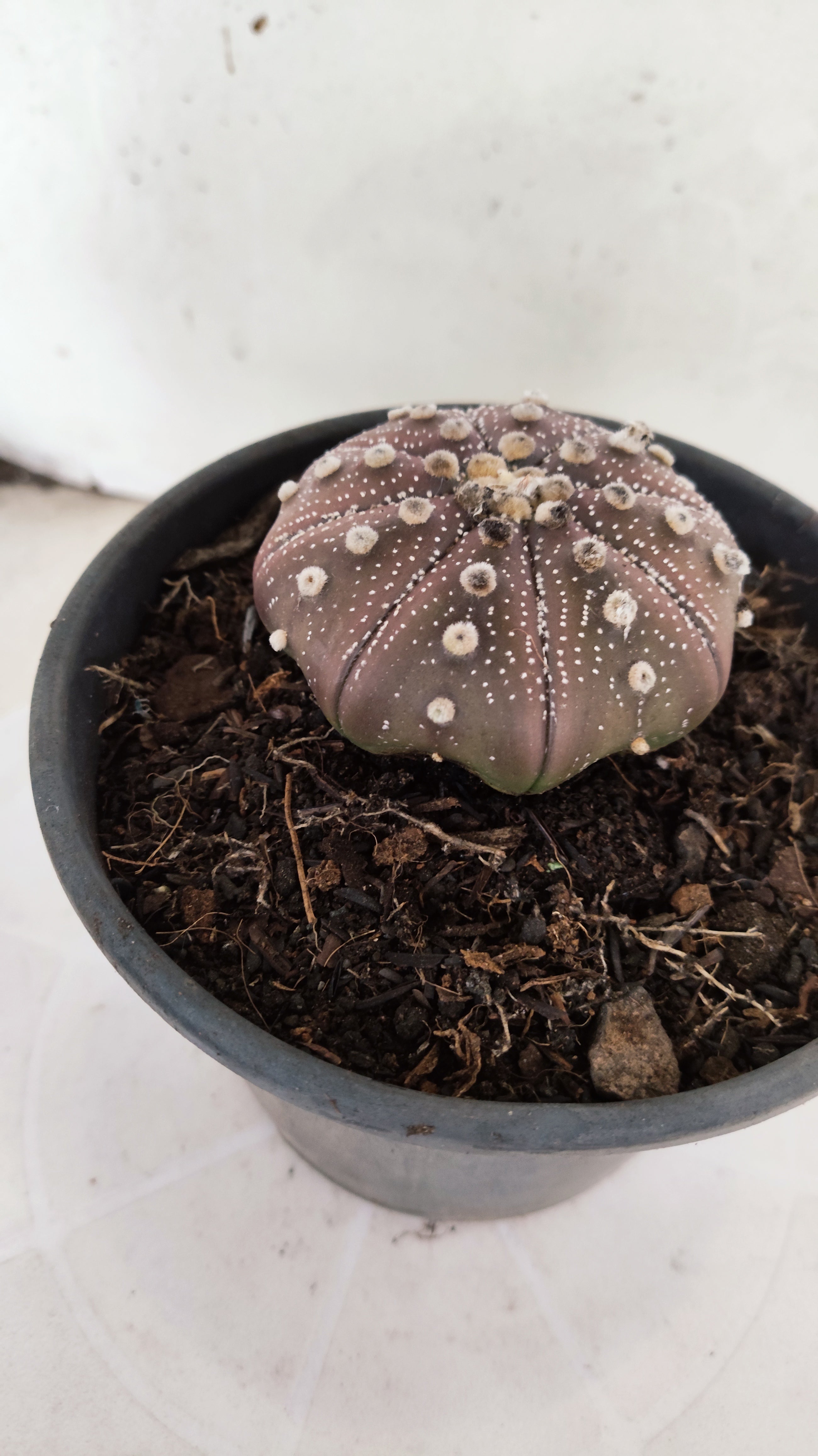 ASTROPHYTUM ASTERIAS "STAR SHAPE - PURPLE"   Nº 1156 – vaso 15