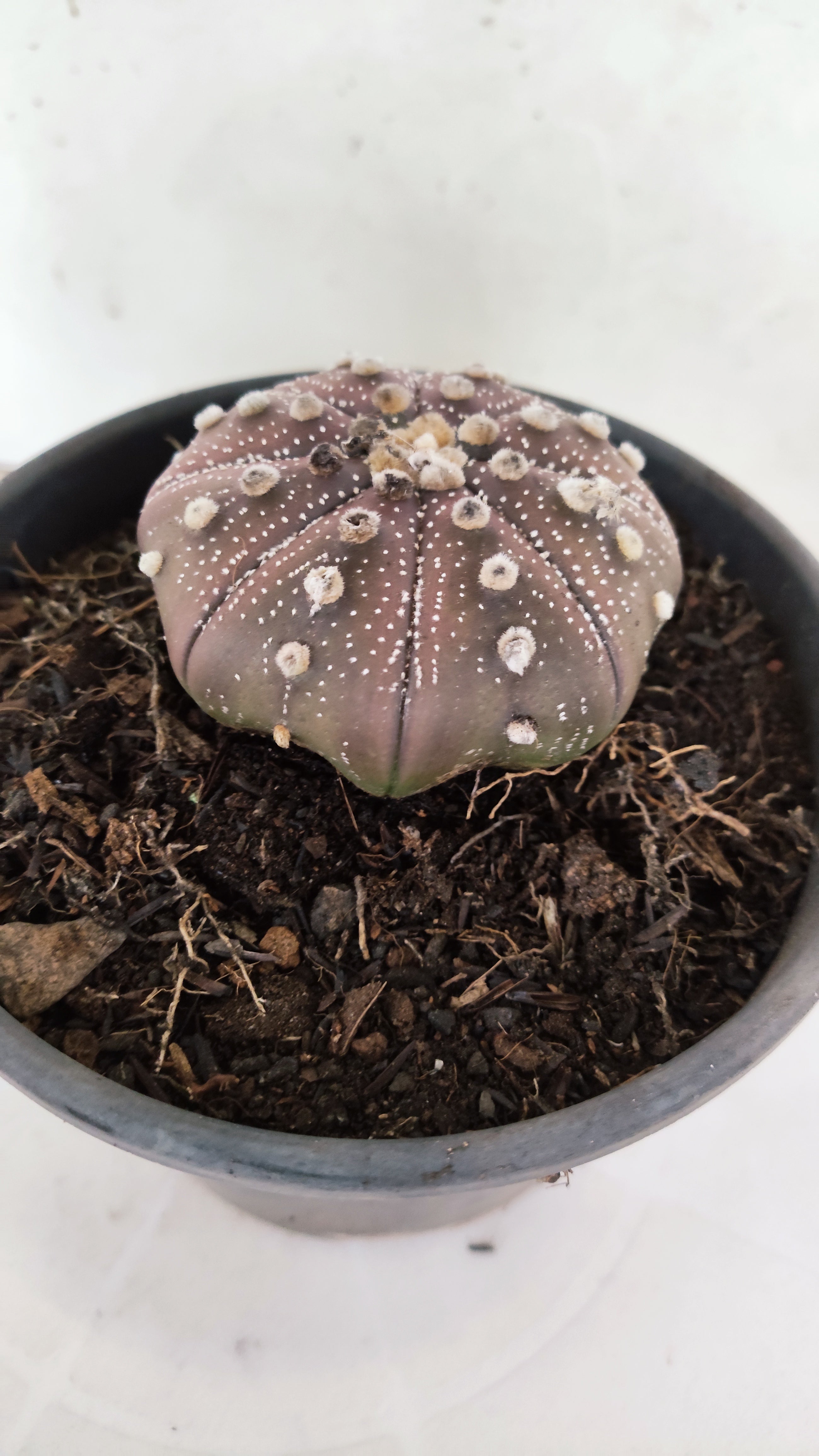 ASTROPHYTUM ASTERIAS "STAR SHAPE - PURPLE"   Nº 1156 – vaso 15