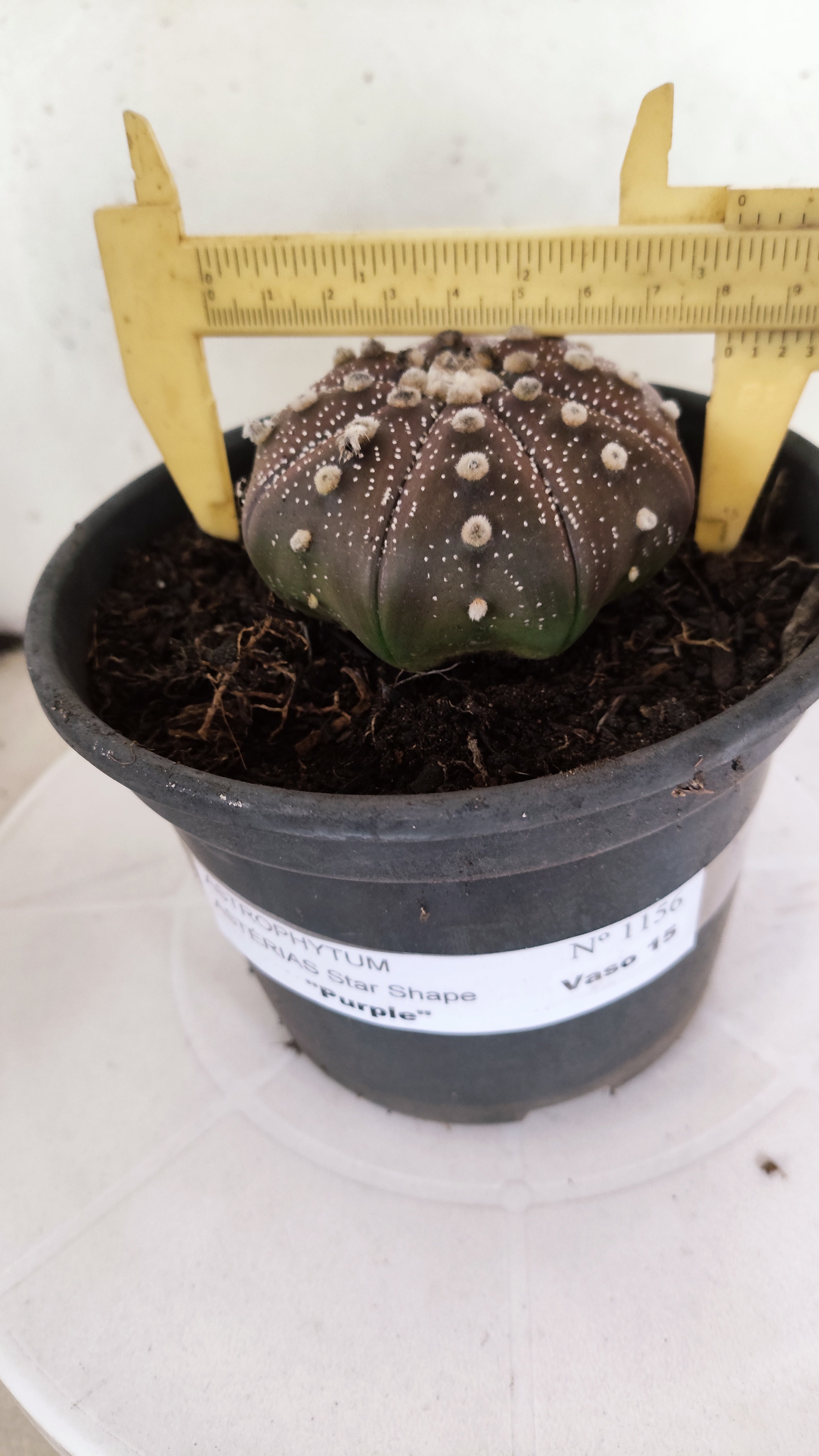 ASTROPHYTUM ASTERIAS "STAR SHAPE - PURPLE"   Nº 1156 – vaso 15