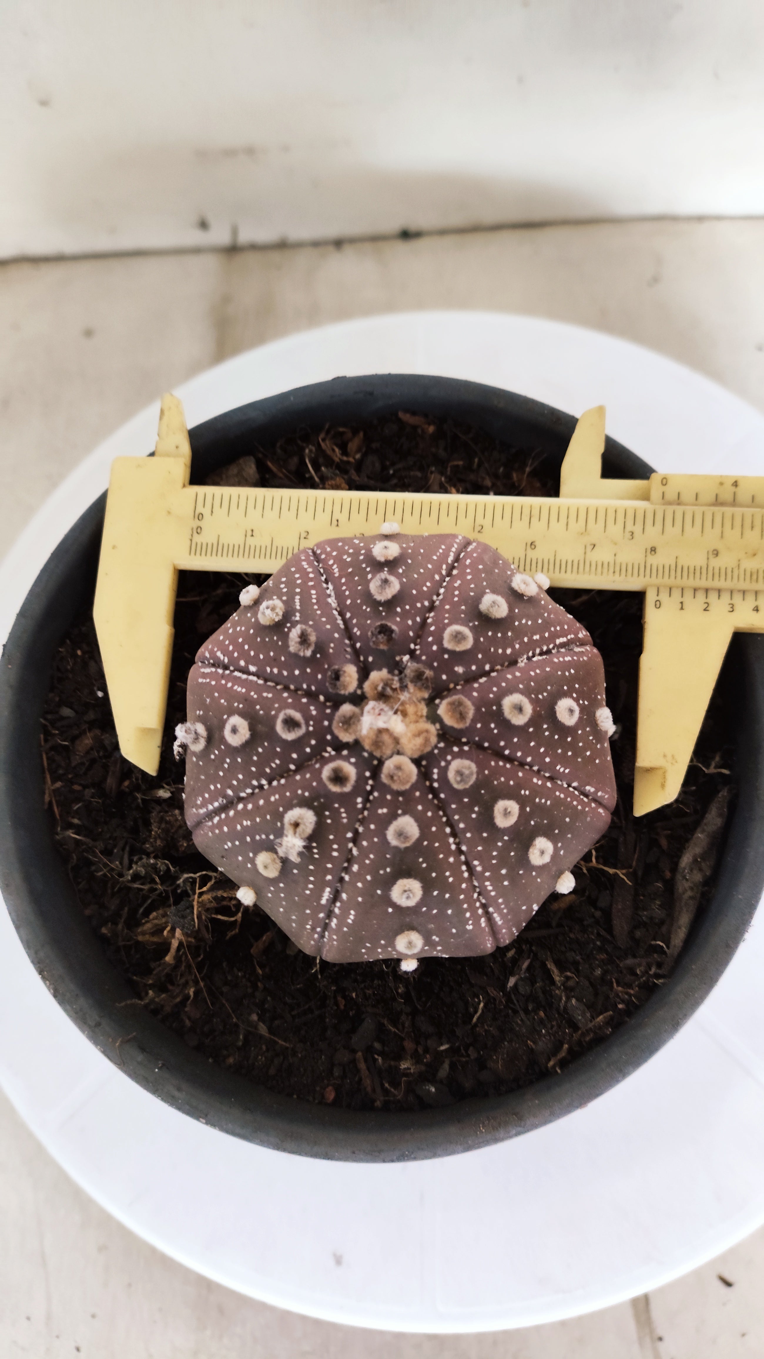 ASTROPHYTUM ASTERIAS "STAR SHAPE - PURPLE"   Nº 1156 – vaso 15