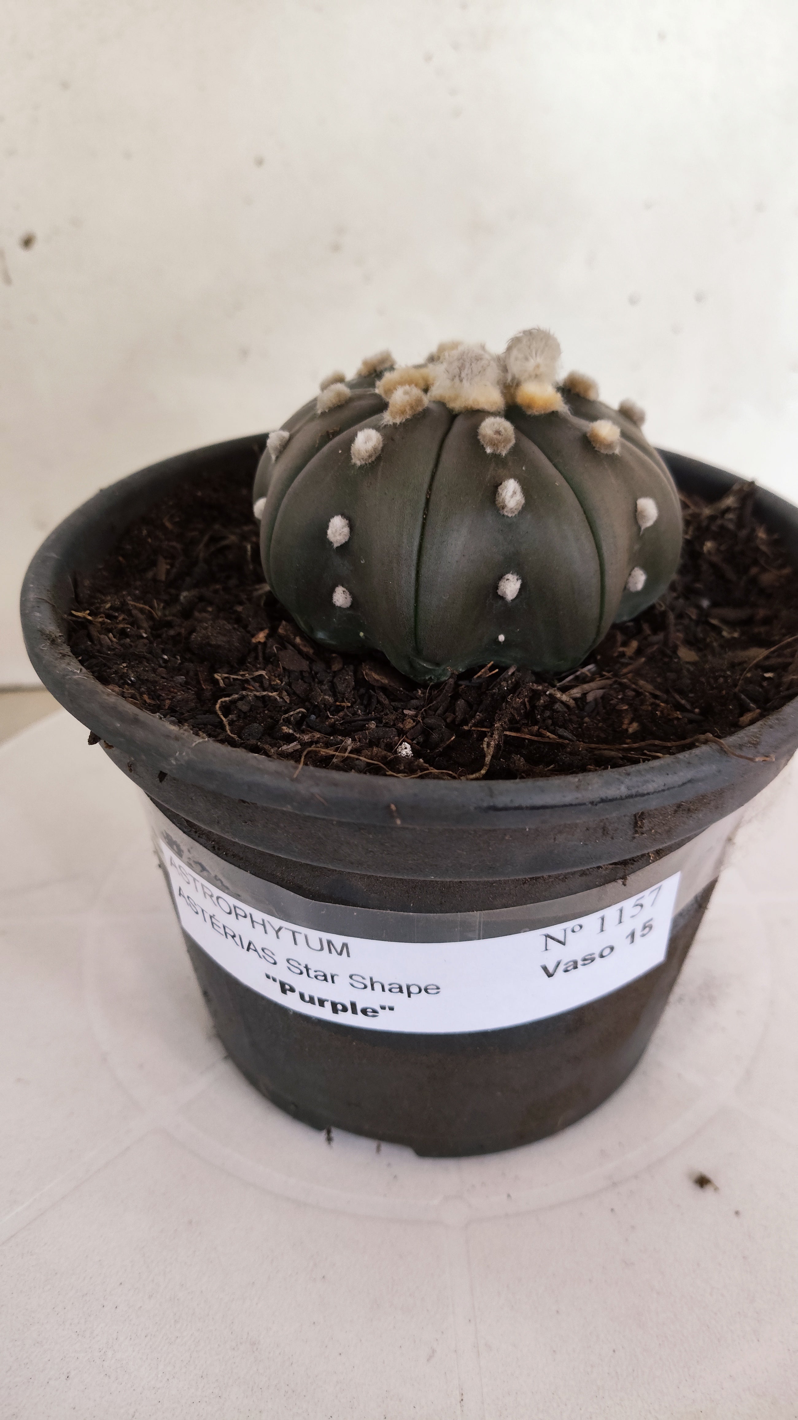 ASTROPHYTUM ASTERIAS "STAR SHAPE - PURPLE"   Nº 1157 – vaso 15