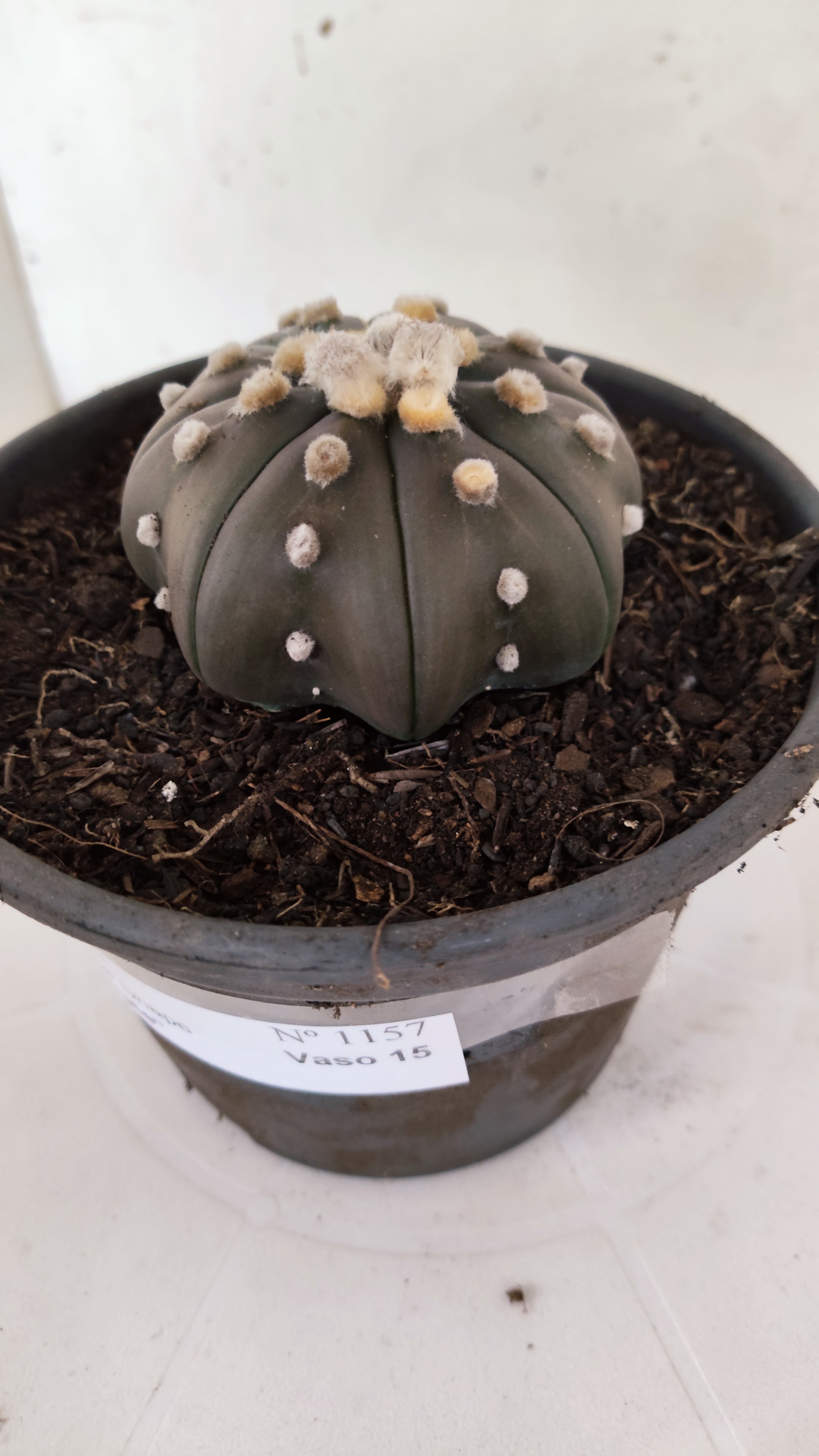 ASTROPHYTUM ASTERIAS "STAR SHAPE - PURPLE"   Nº 1157 – vaso 15