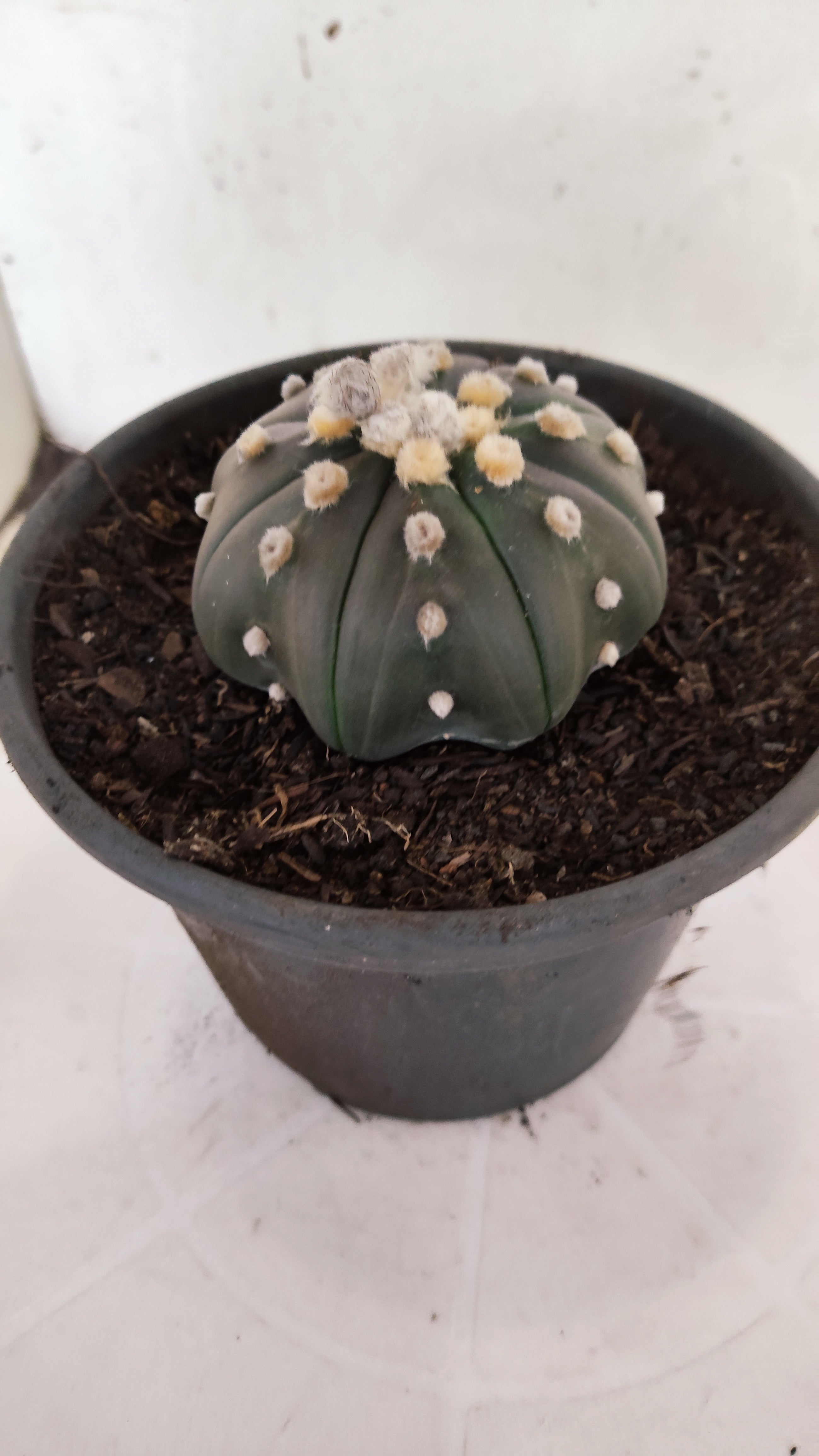 ASTROPHYTUM ASTERIAS "STAR SHAPE - PURPLE"   Nº 1157 – vaso 15