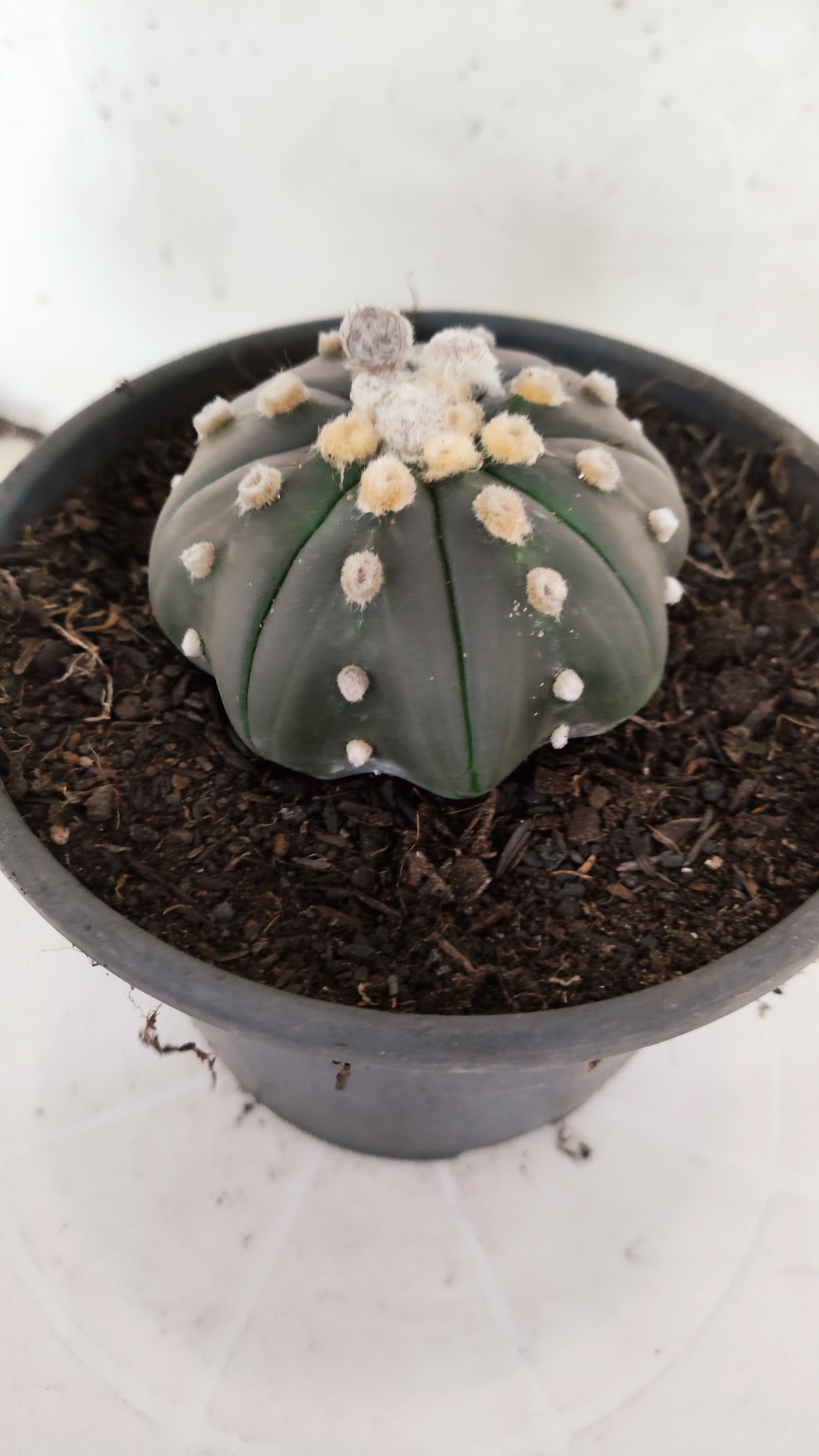 ASTROPHYTUM ASTERIAS "STAR SHAPE - PURPLE"   Nº 1157 – vaso 15