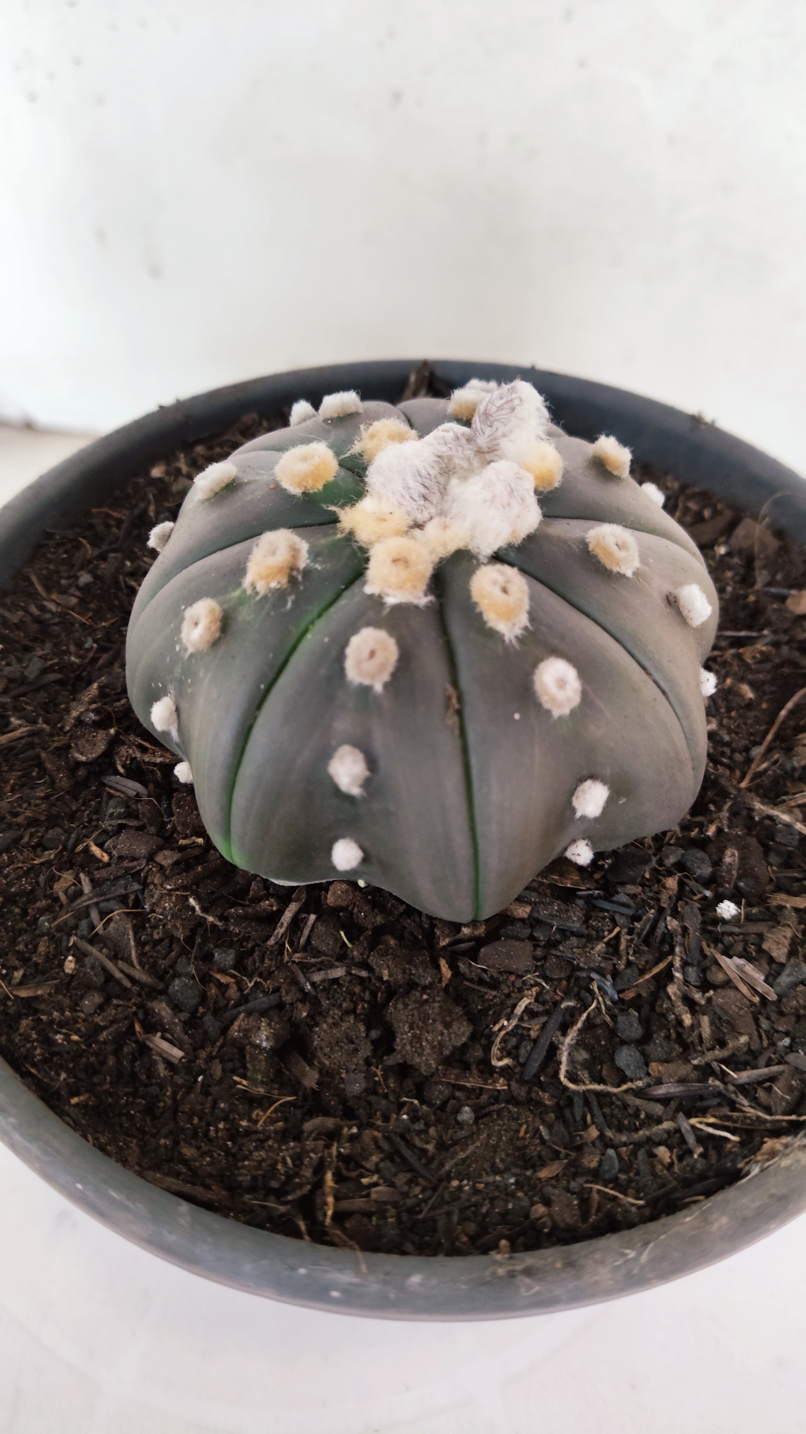 ASTROPHYTUM ASTERIAS "STAR SHAPE - PURPLE"   Nº 1157 – vaso 15