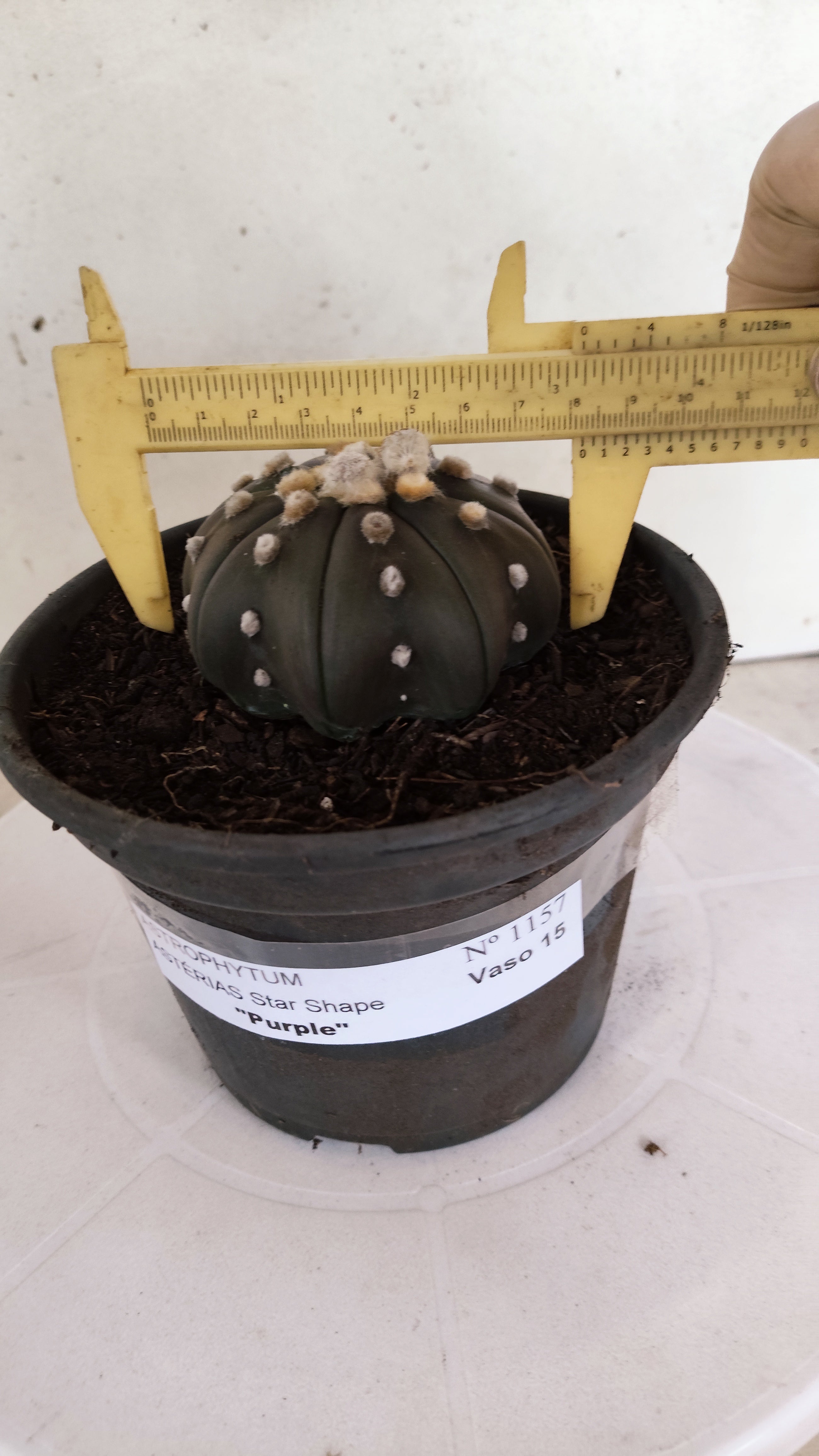 ASTROPHYTUM ASTERIAS "STAR SHAPE - PURPLE"   Nº 1157 – vaso 15
