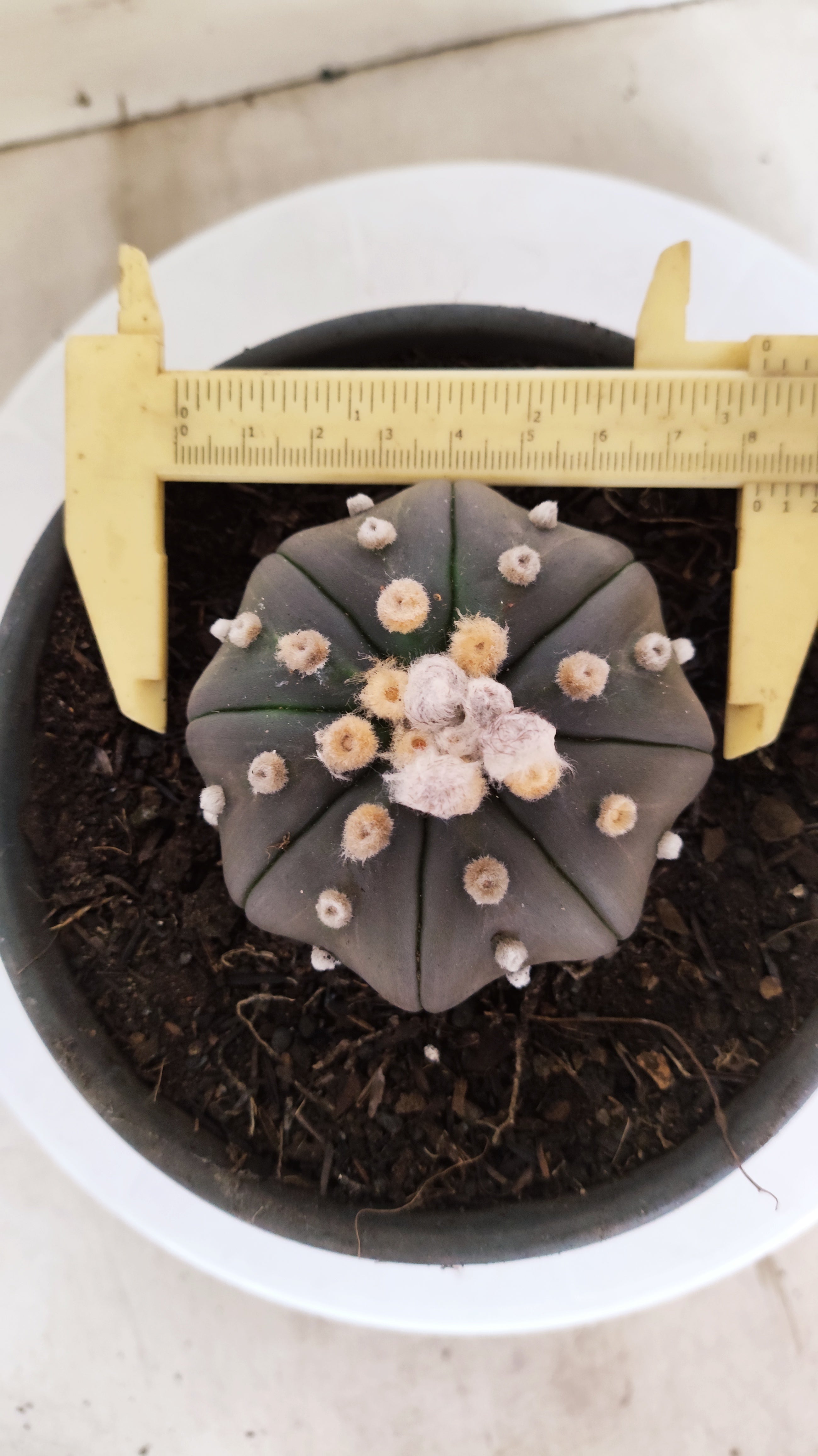 ASTROPHYTUM ASTERIAS "STAR SHAPE - PURPLE"   Nº 1157 – vaso 15