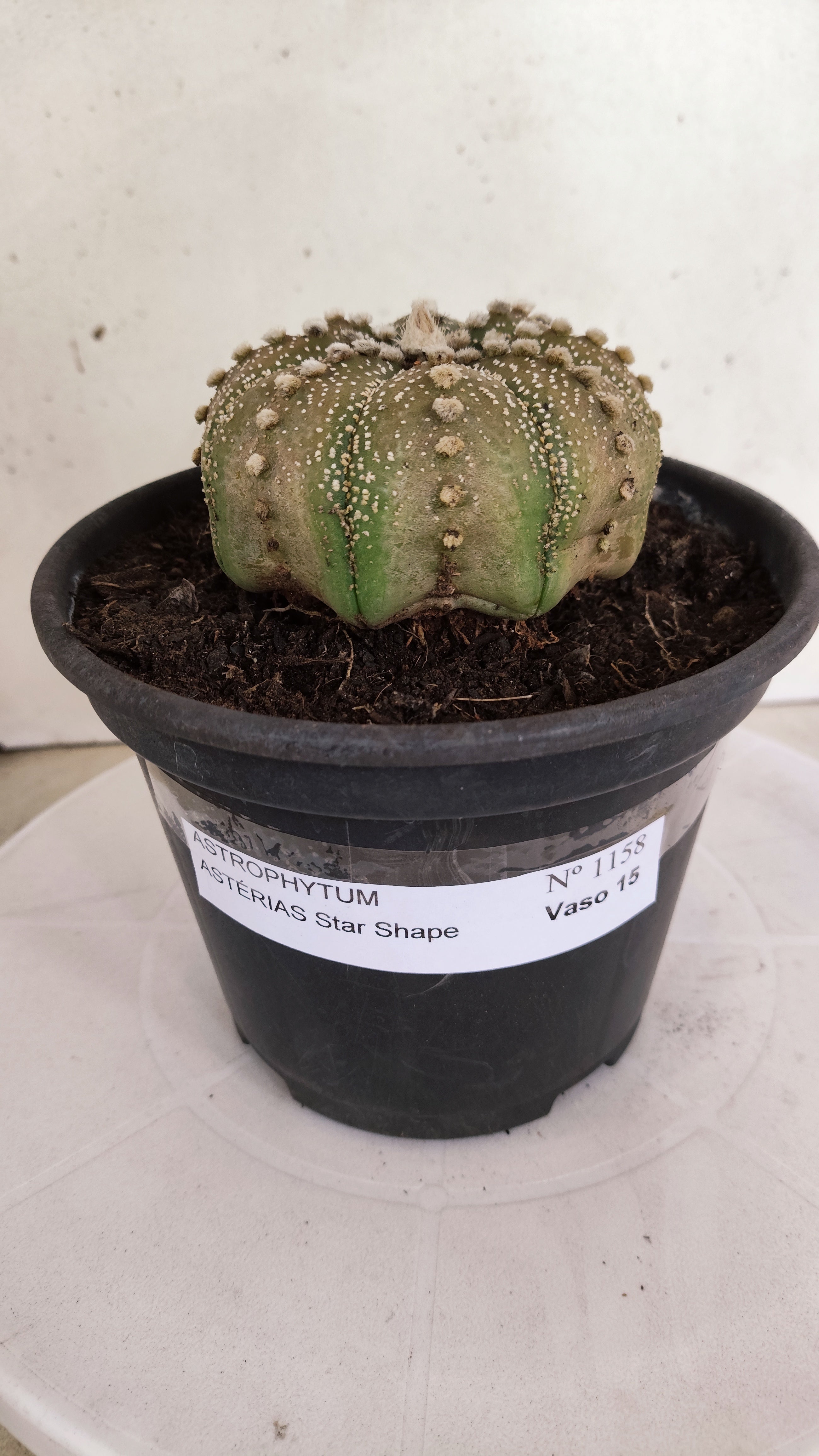 ASTROPHYTUM ASTERIAS "STAR SHAPE"   Nº 1158 – vaso 15