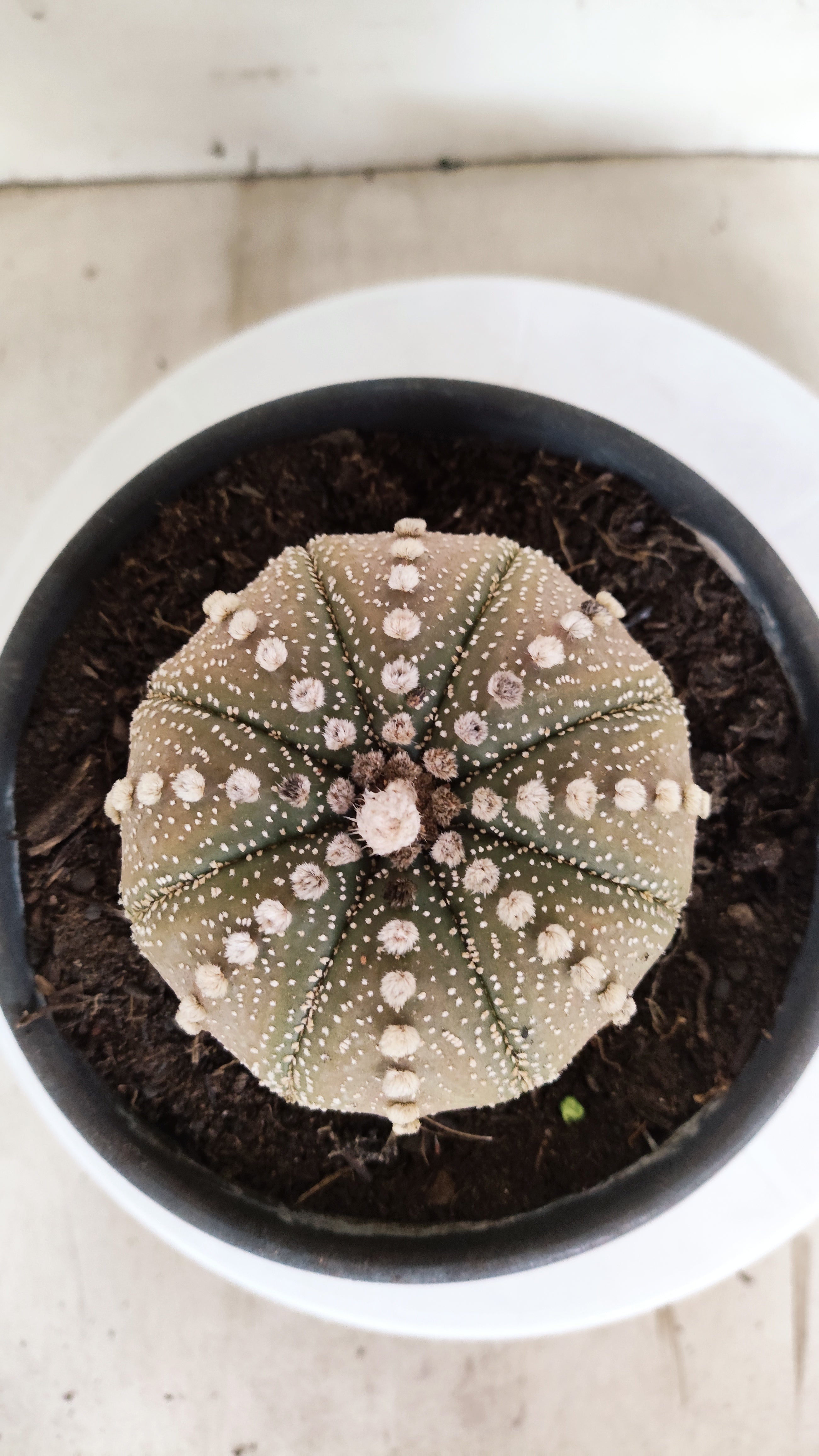 ASTROPHYTUM ASTERIAS "STAR SHAPE"   Nº 1158 – vaso 15