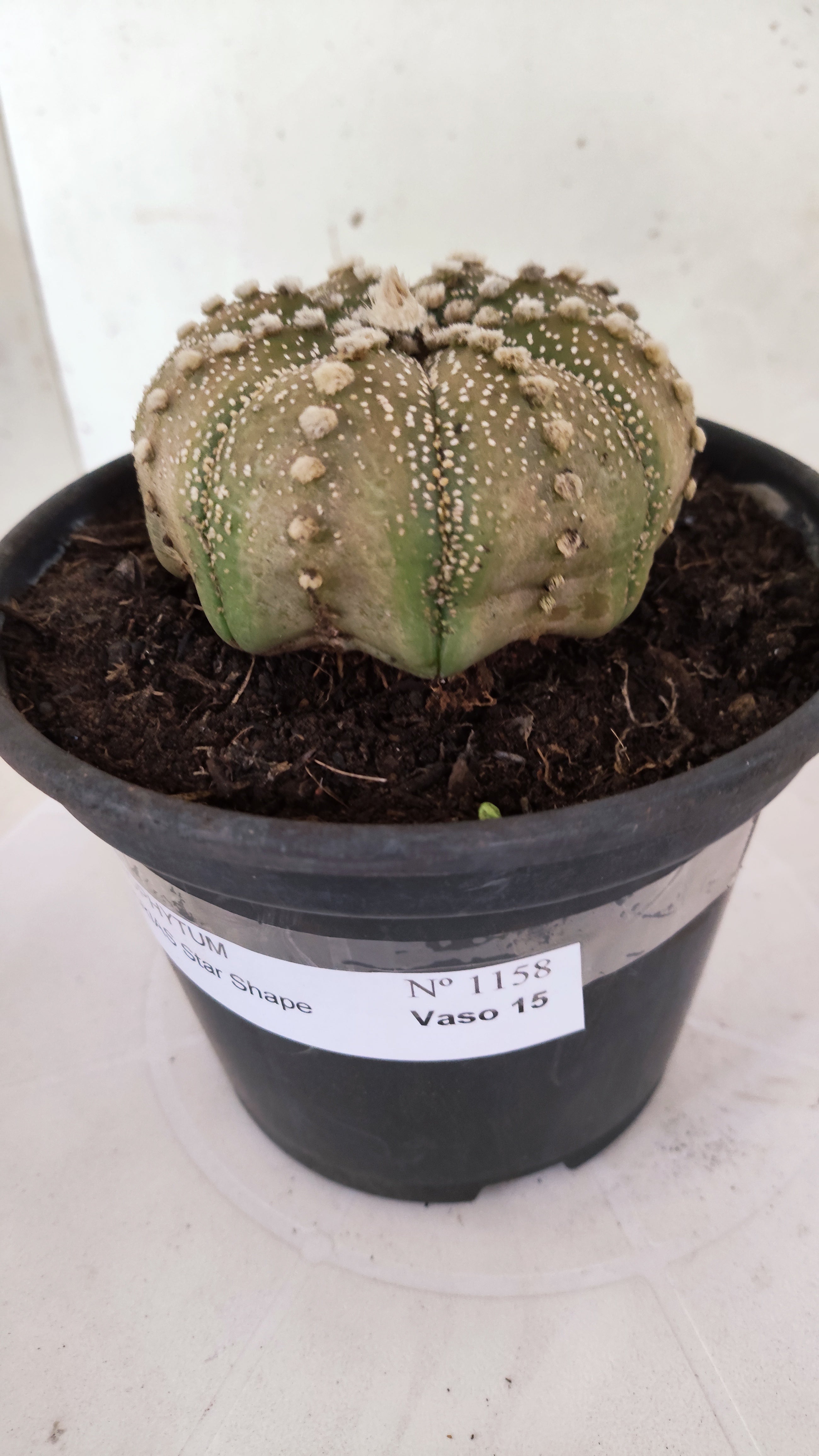 ASTROPHYTUM ASTERIAS "STAR SHAPE"   Nº 1158 – vaso 15