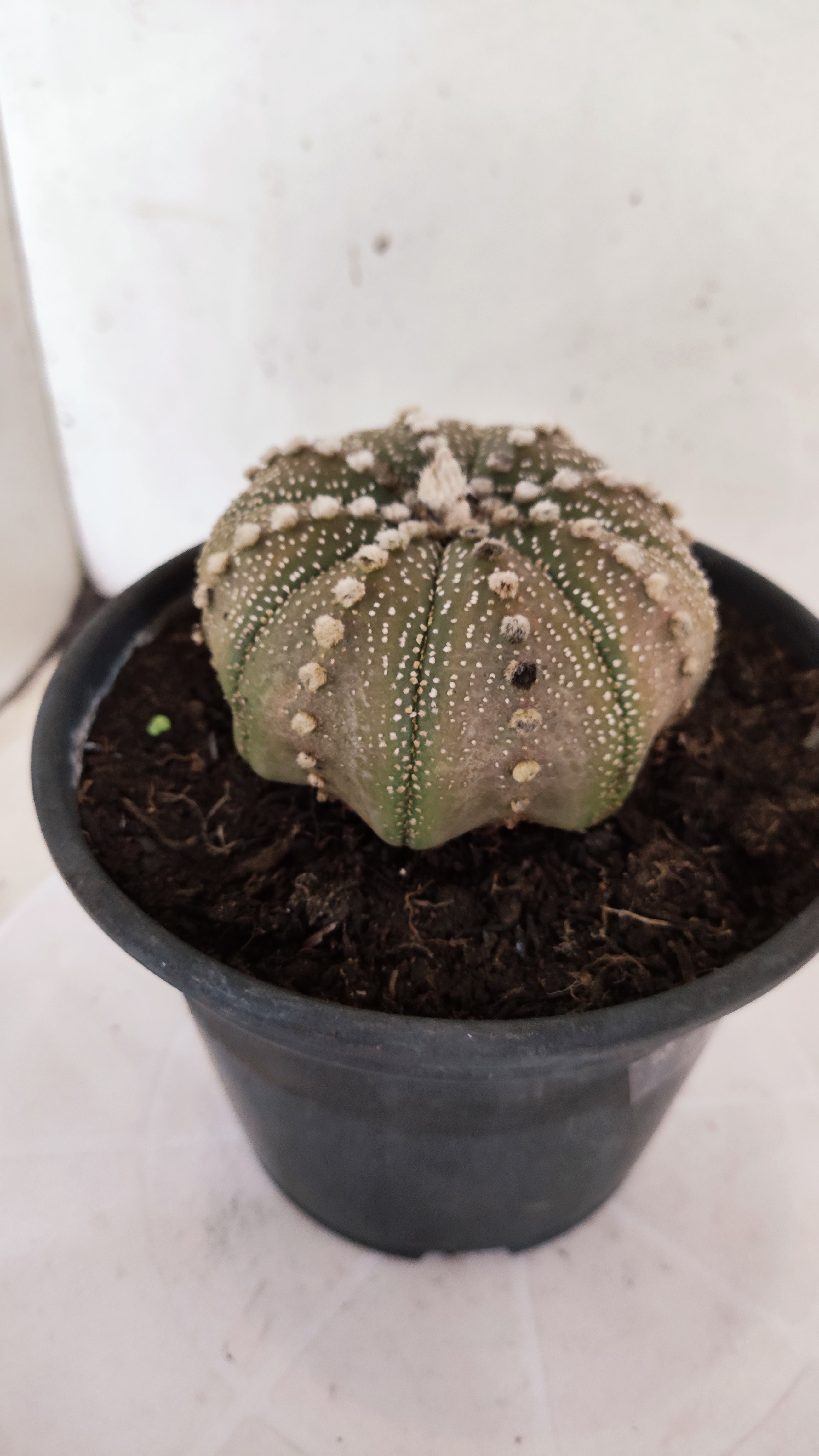 ASTROPHYTUM ASTERIAS "STAR SHAPE"   Nº 1158 – vaso 15