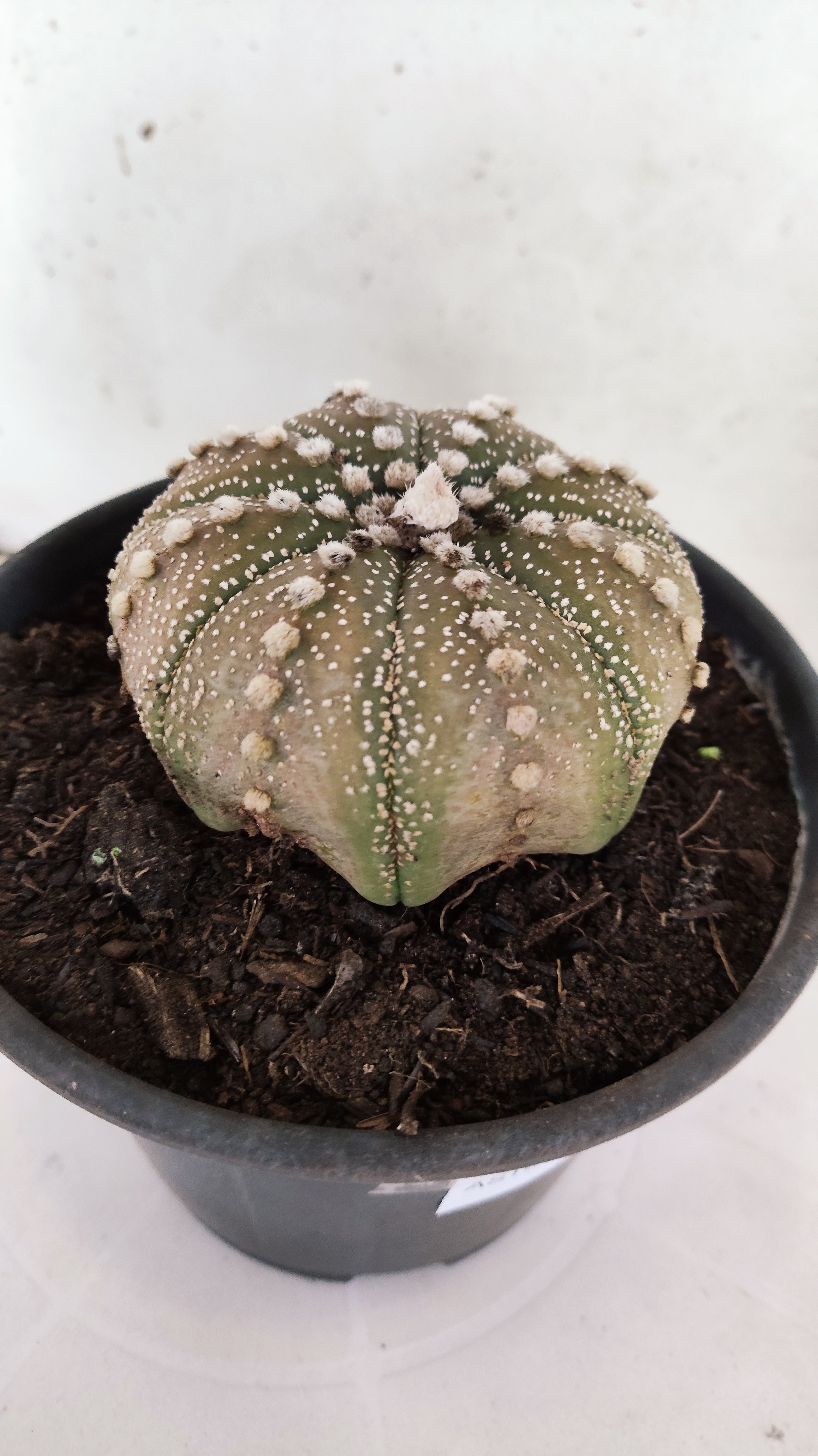 ASTROPHYTUM ASTERIAS "STAR SHAPE"   Nº 1158 – vaso 15