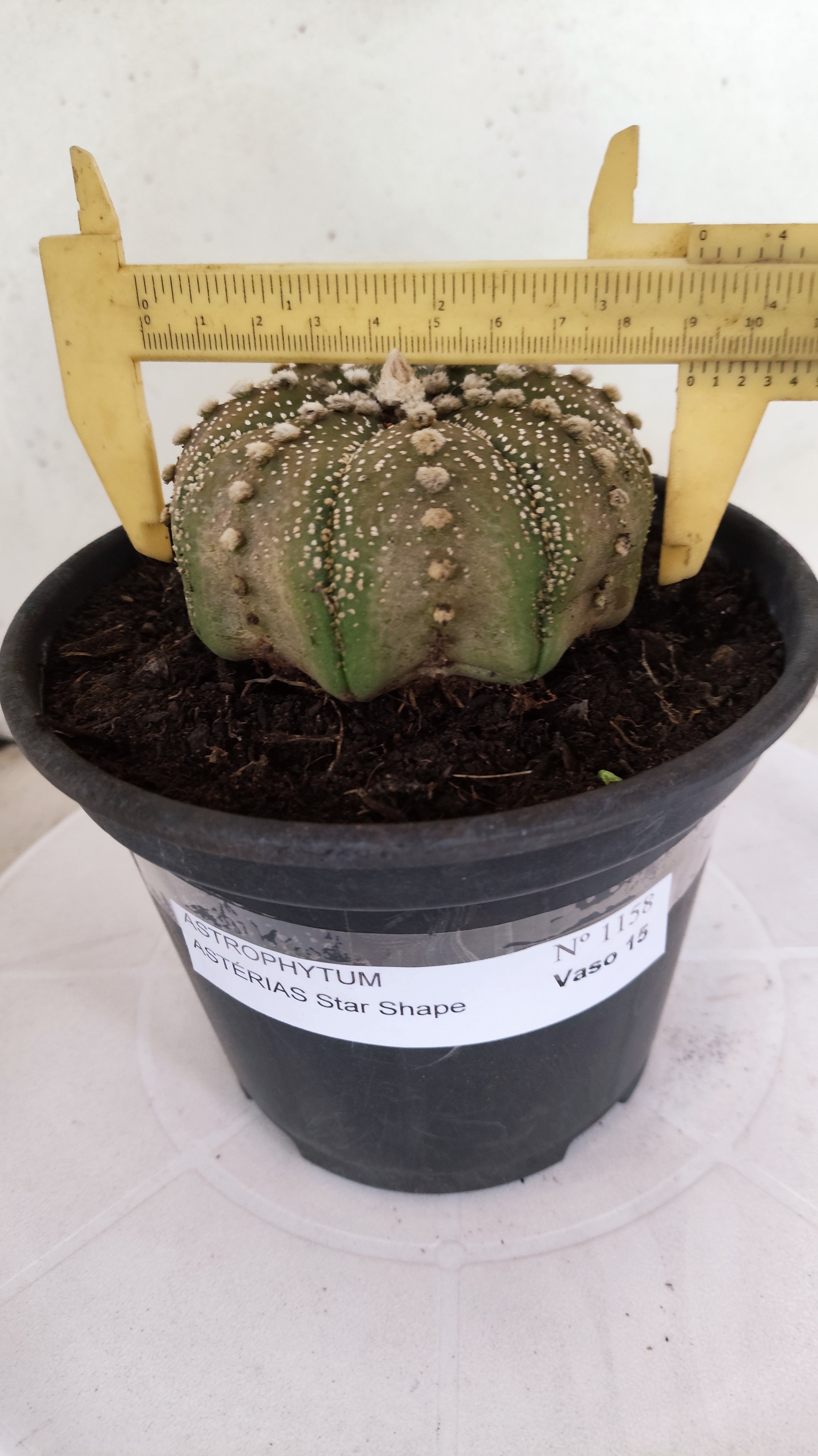 ASTROPHYTUM ASTERIAS "STAR SHAPE"   Nº 1158 – vaso 15