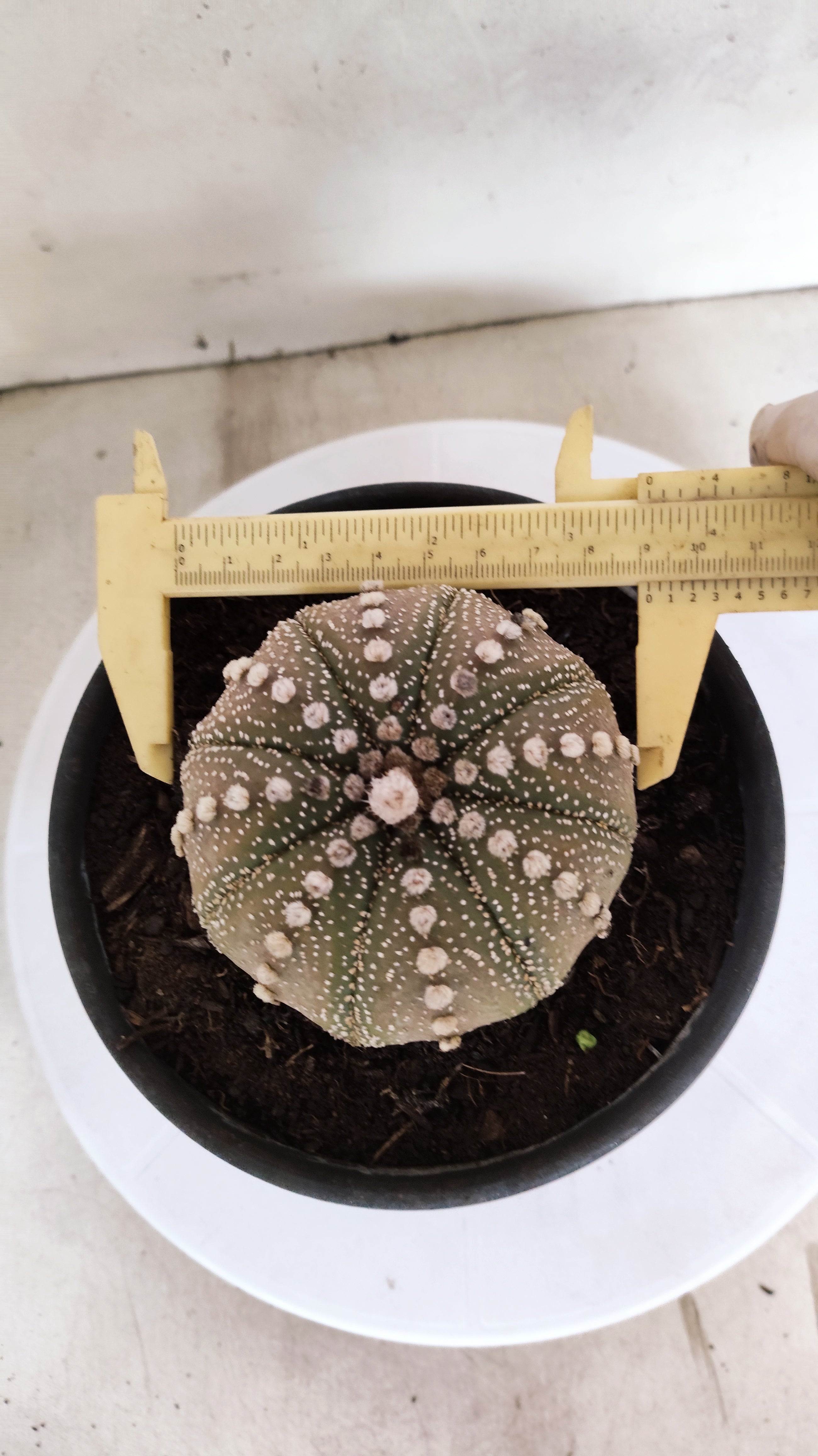 ASTROPHYTUM ASTERIAS "STAR SHAPE"   Nº 1158 – vaso 15