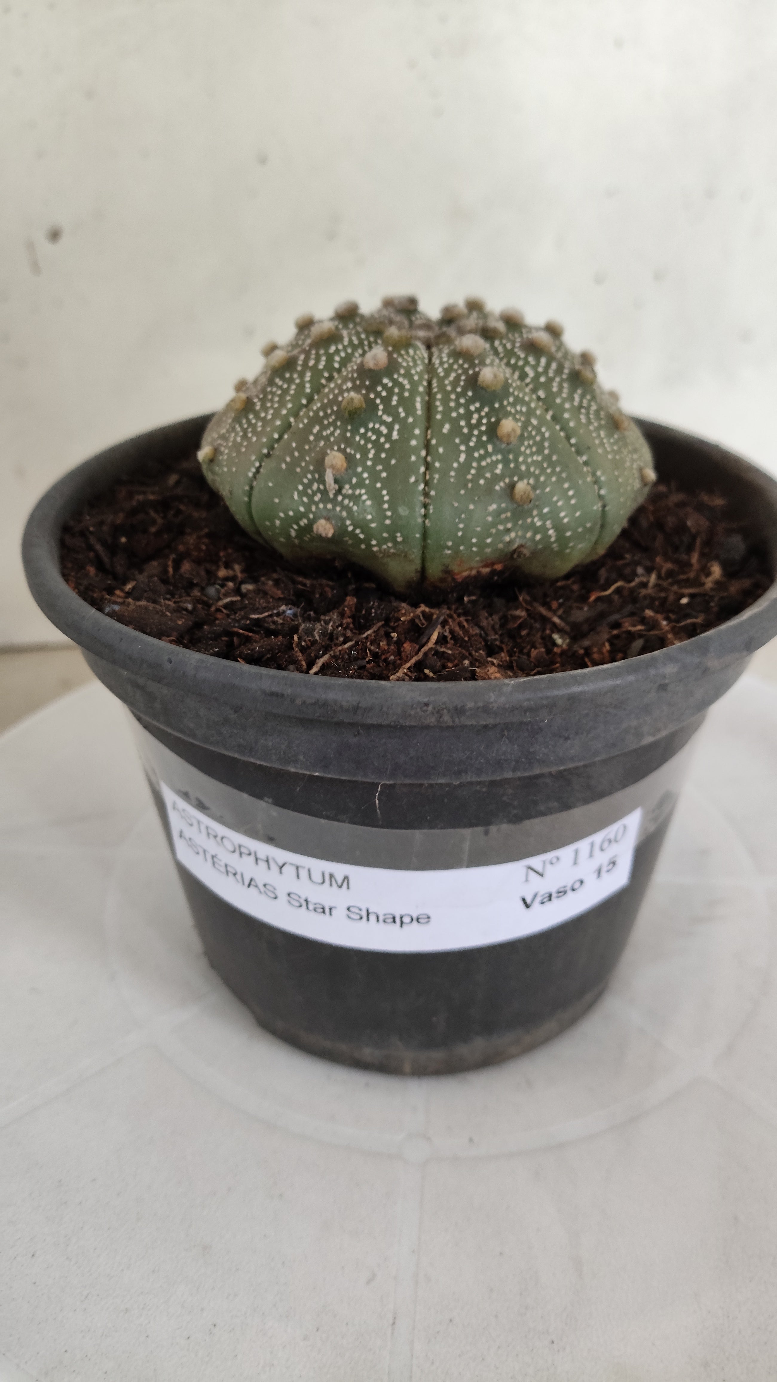 ASTROPHYTUM ASTERIAS "STAR SHAPE"   Nº 1160 – vaso 15