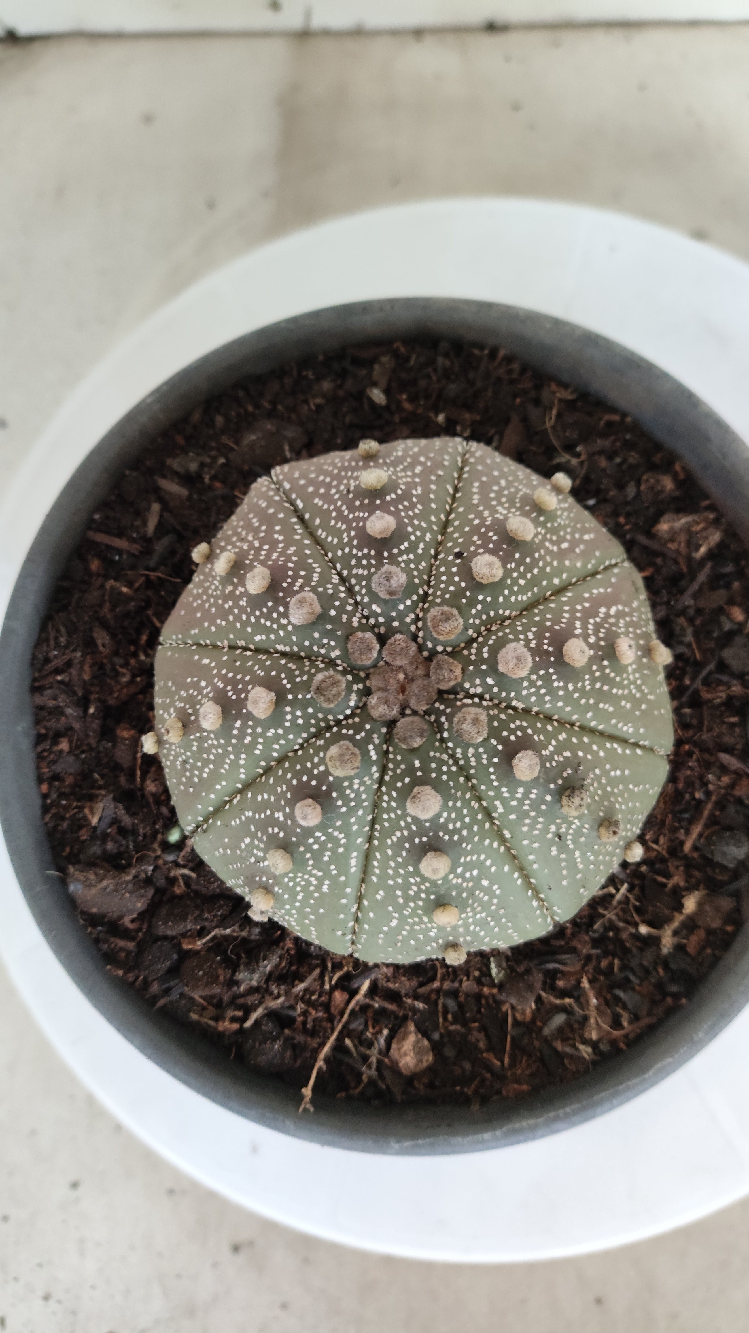 ASTROPHYTUM ASTERIAS "STAR SHAPE"   Nº 1160 – vaso 15