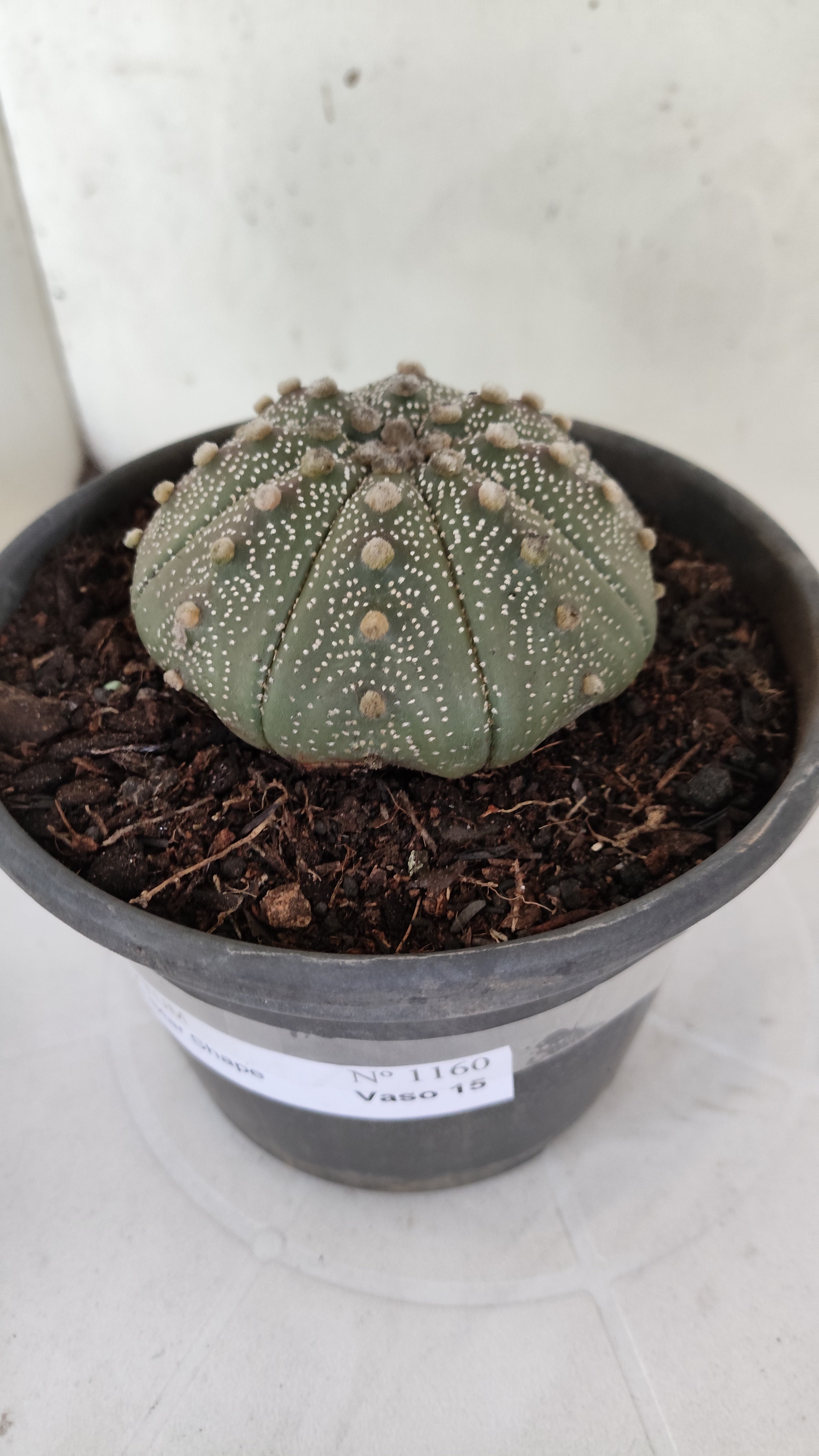 ASTROPHYTUM ASTERIAS "STAR SHAPE"   Nº 1160 – vaso 15