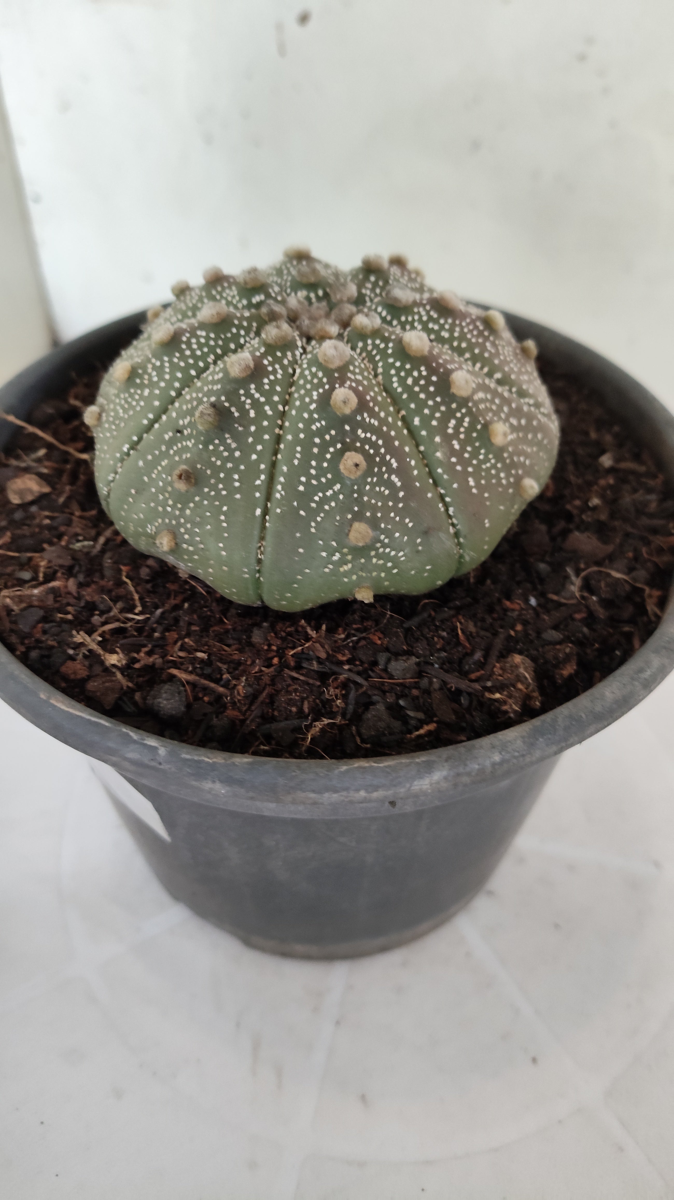 ASTROPHYTUM ASTERIAS "STAR SHAPE"   Nº 1160 – vaso 15