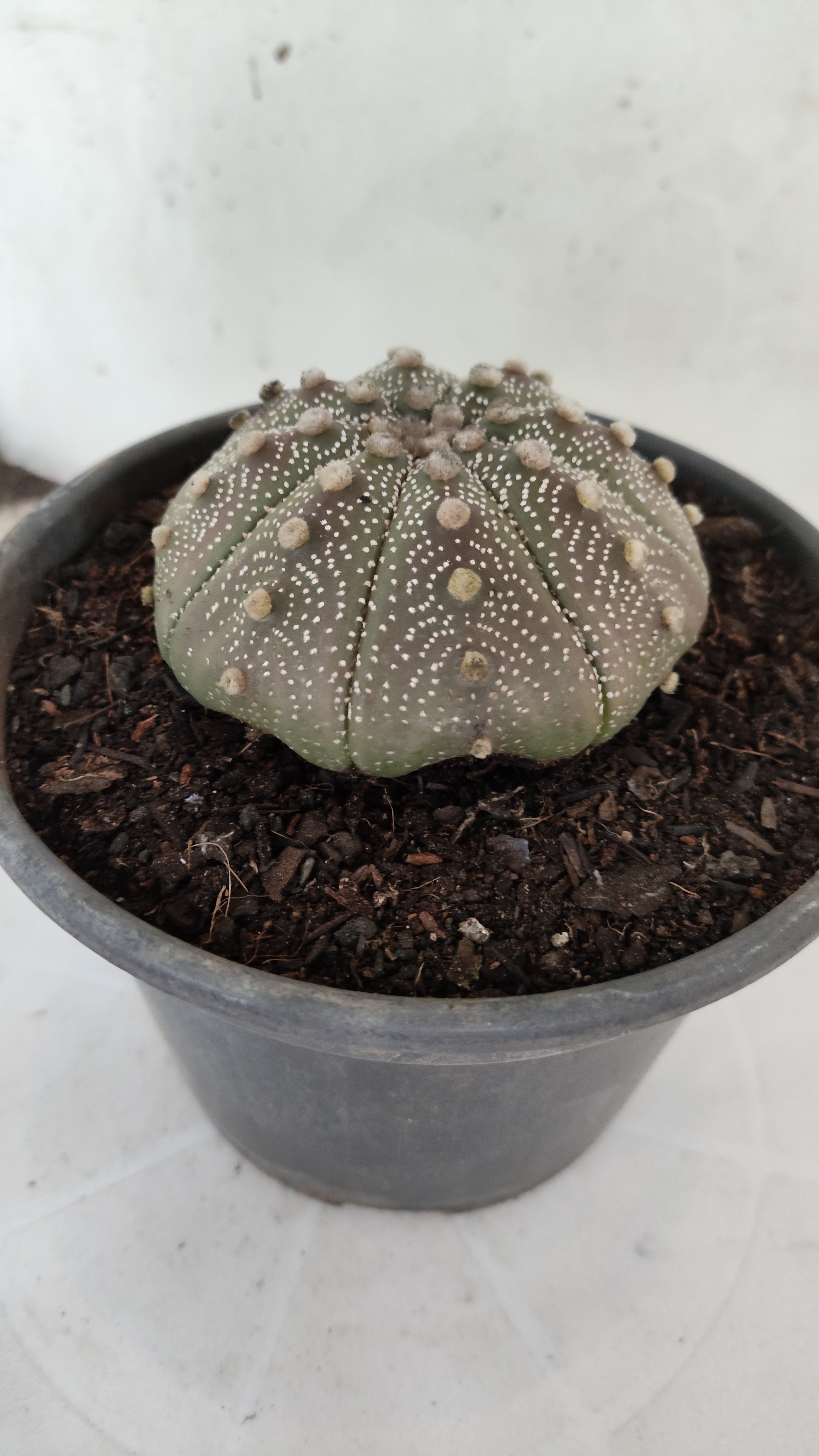 ASTROPHYTUM ASTERIAS "STAR SHAPE"   Nº 1160 – vaso 15