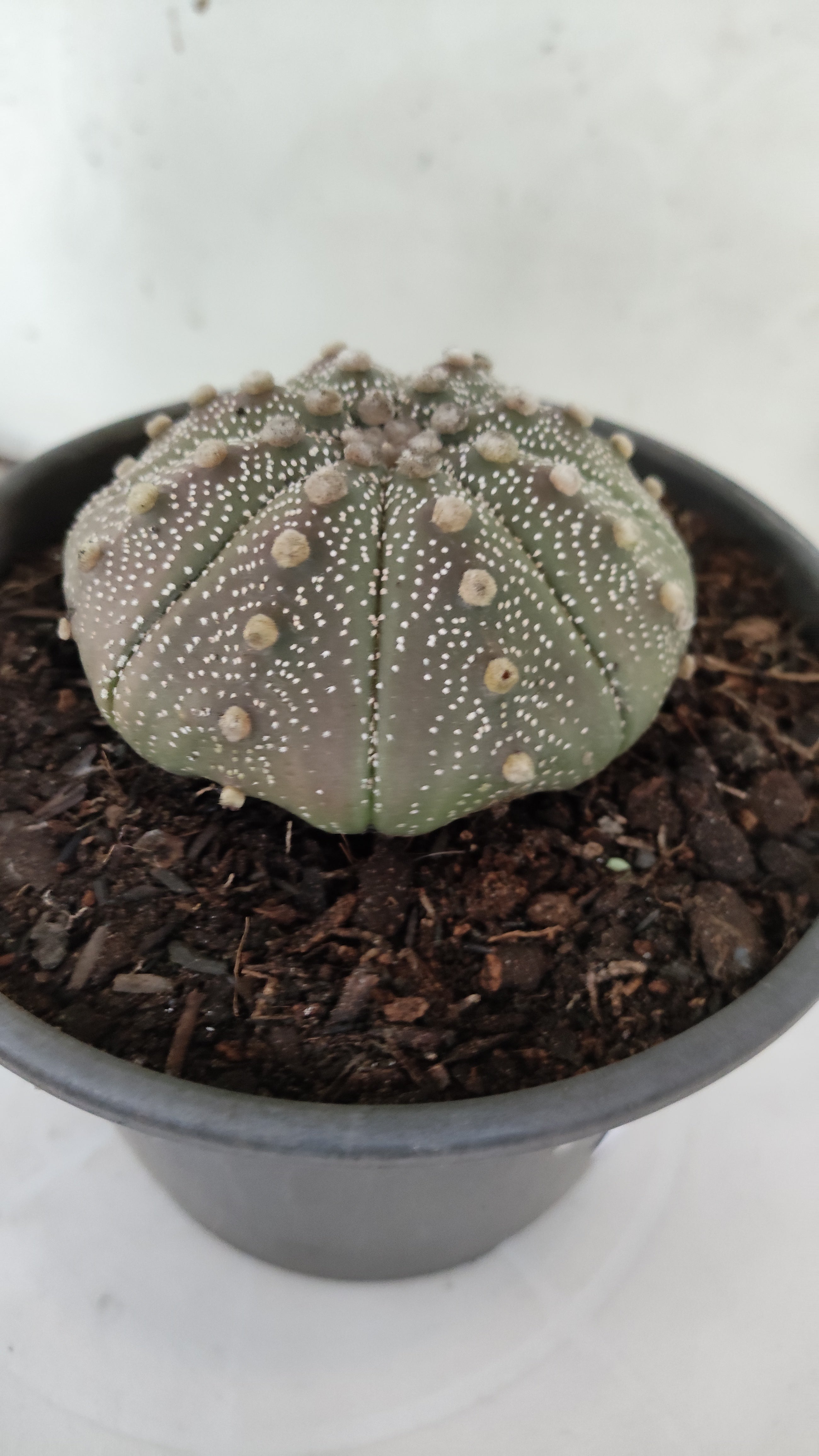 ASTROPHYTUM ASTERIAS "STAR SHAPE"   Nº 1160 – vaso 15