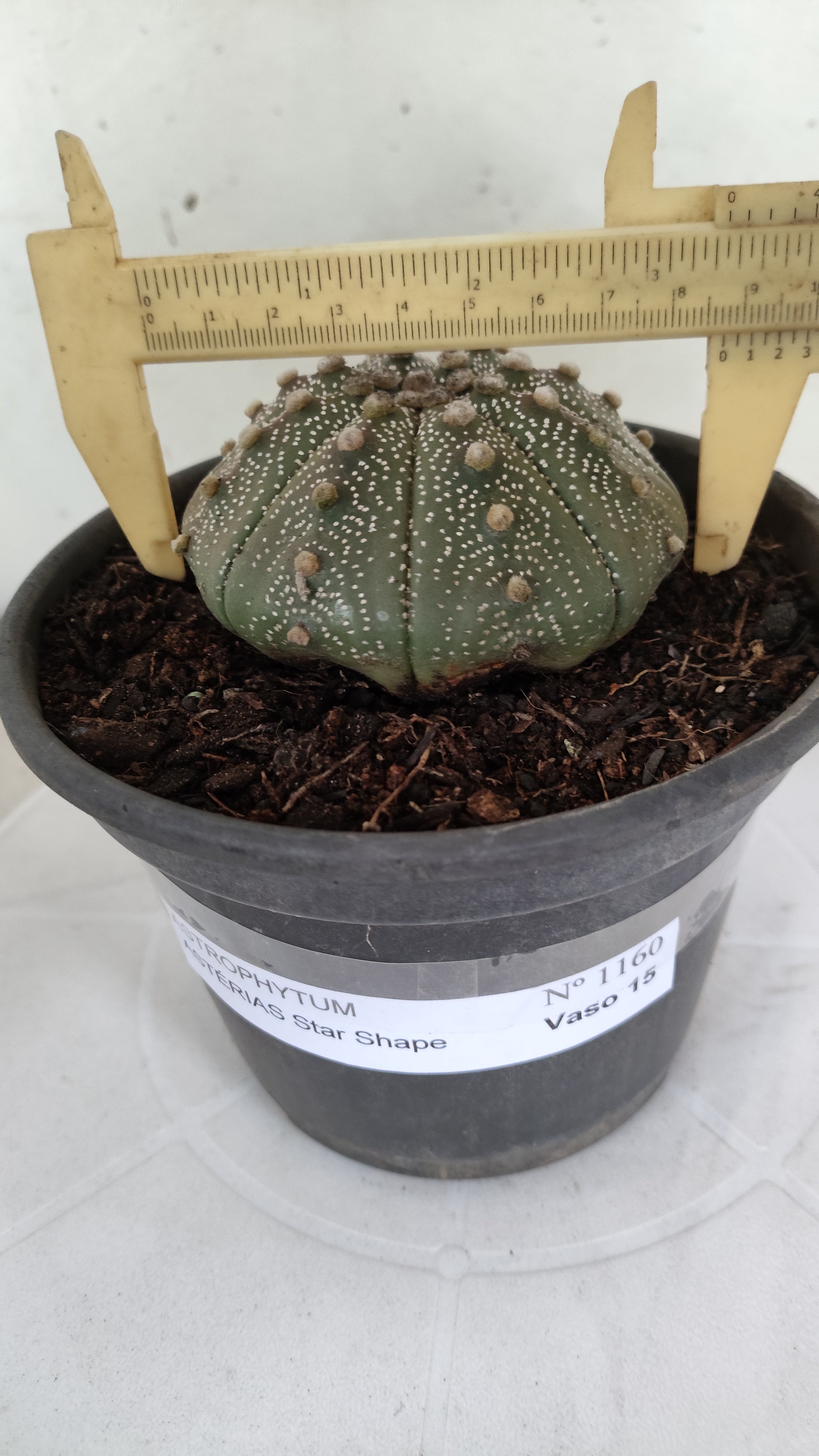 ASTROPHYTUM ASTERIAS "STAR SHAPE"   Nº 1160 – vaso 15