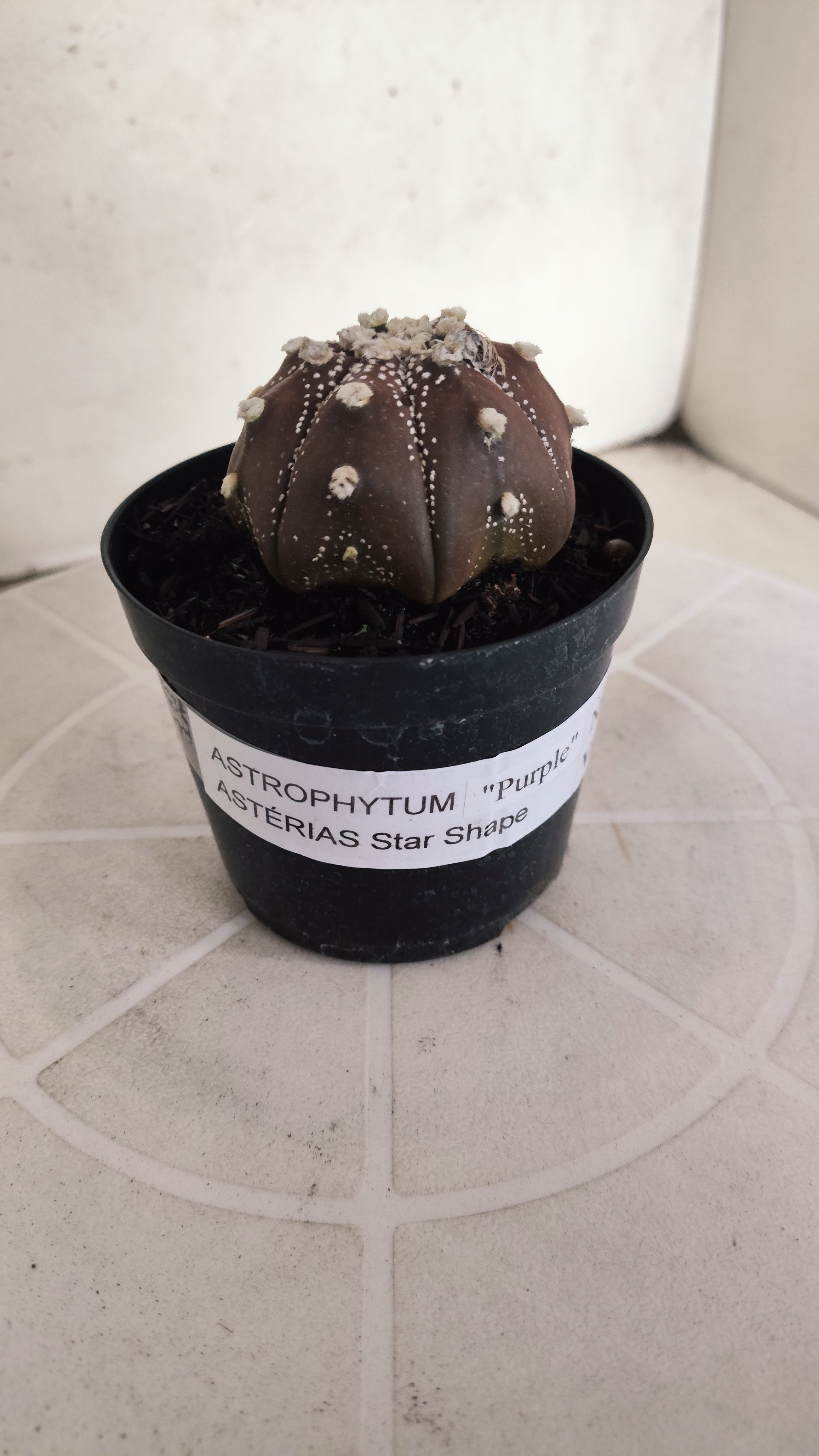 ASTROPHYTUM ASTERIAS Star shape “Purple”  Nº 1072 – vaso 09