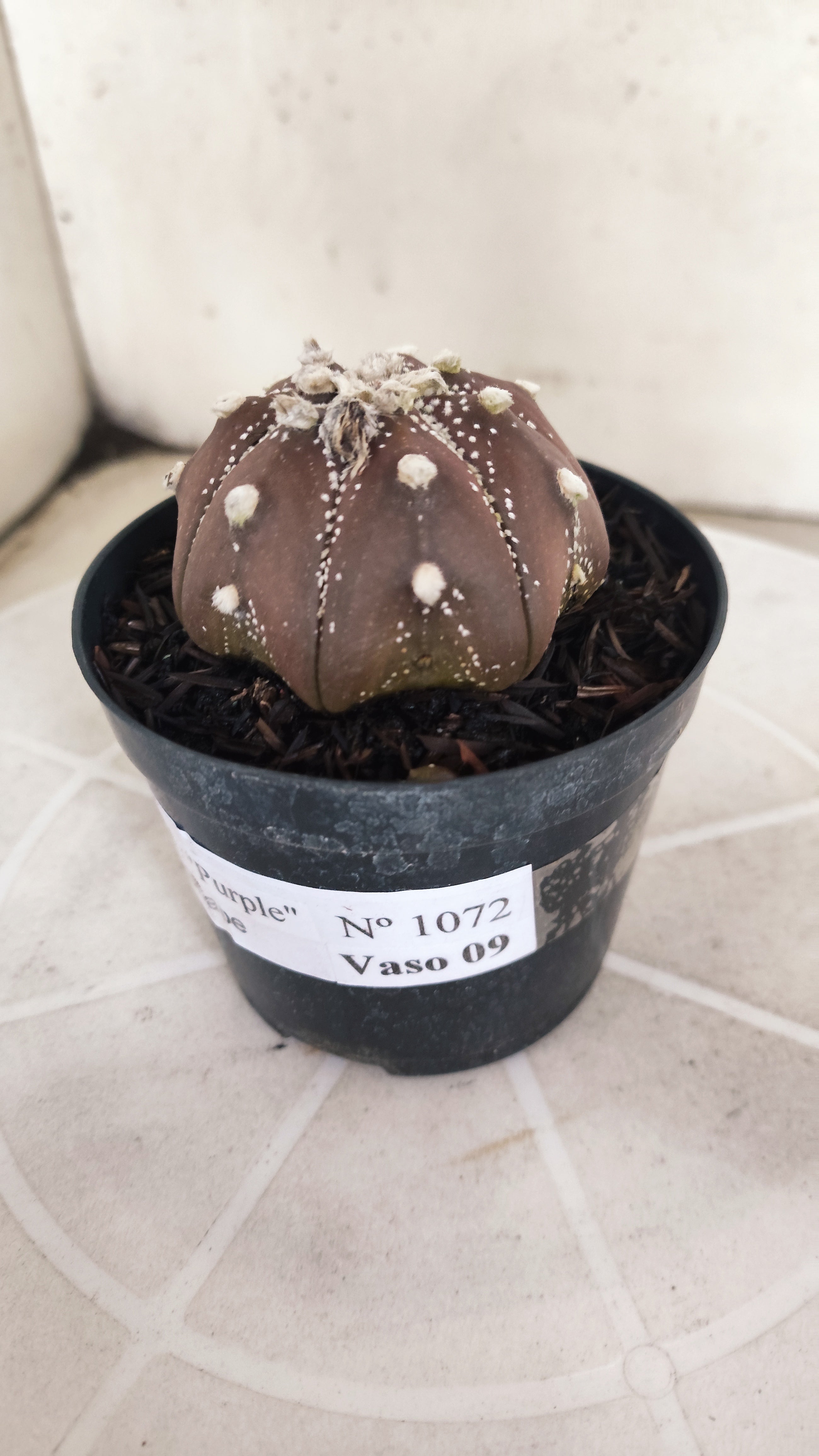 ASTROPHYTUM ASTERIAS Star shape “Purple”  Nº 1072 – vaso 09