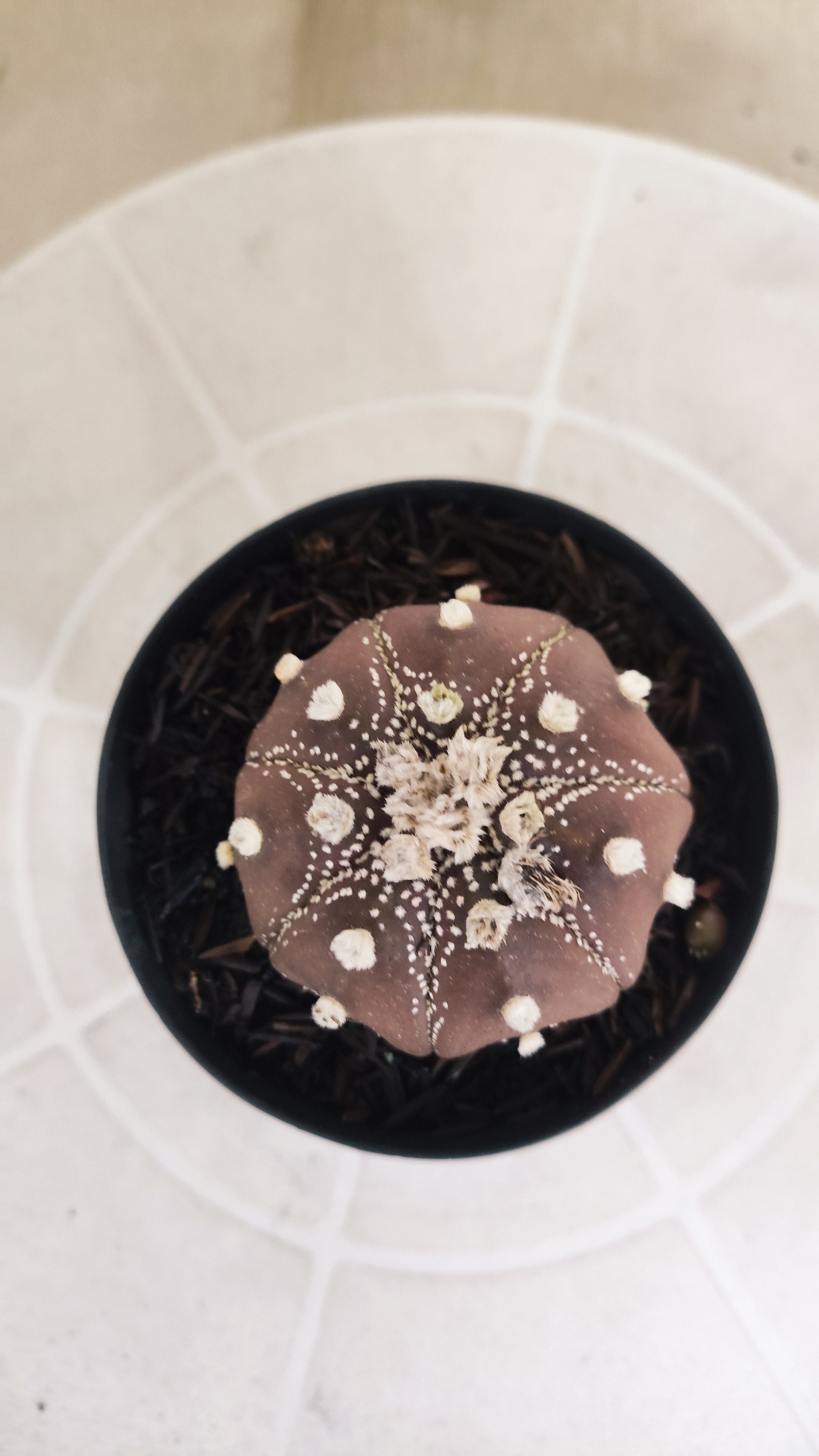 ASTROPHYTUM ASTERIAS Star shape “Purple”  Nº 1072 – vaso 09