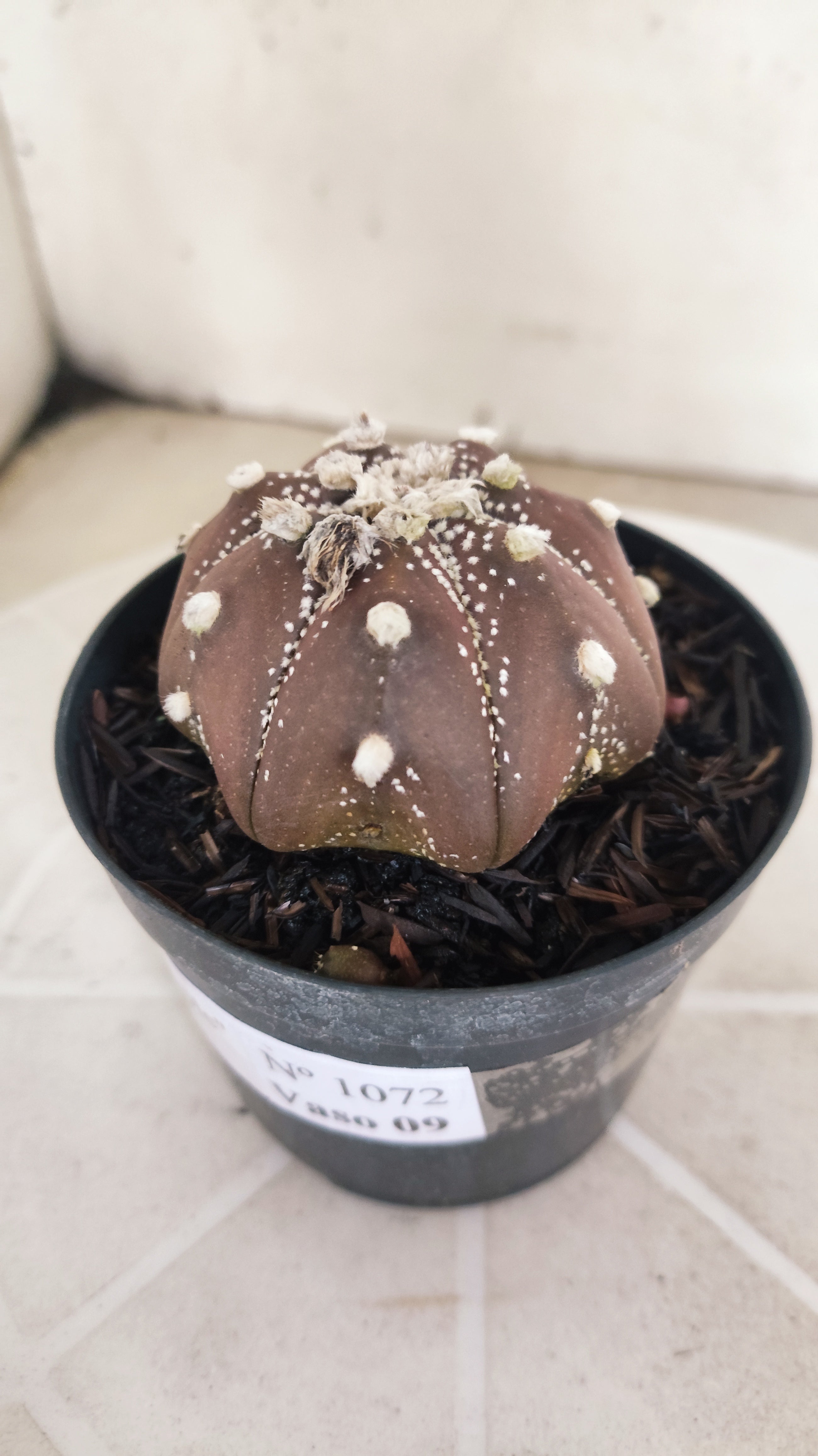 ASTROPHYTUM ASTERIAS Star shape “Purple”  Nº 1072 – vaso 09