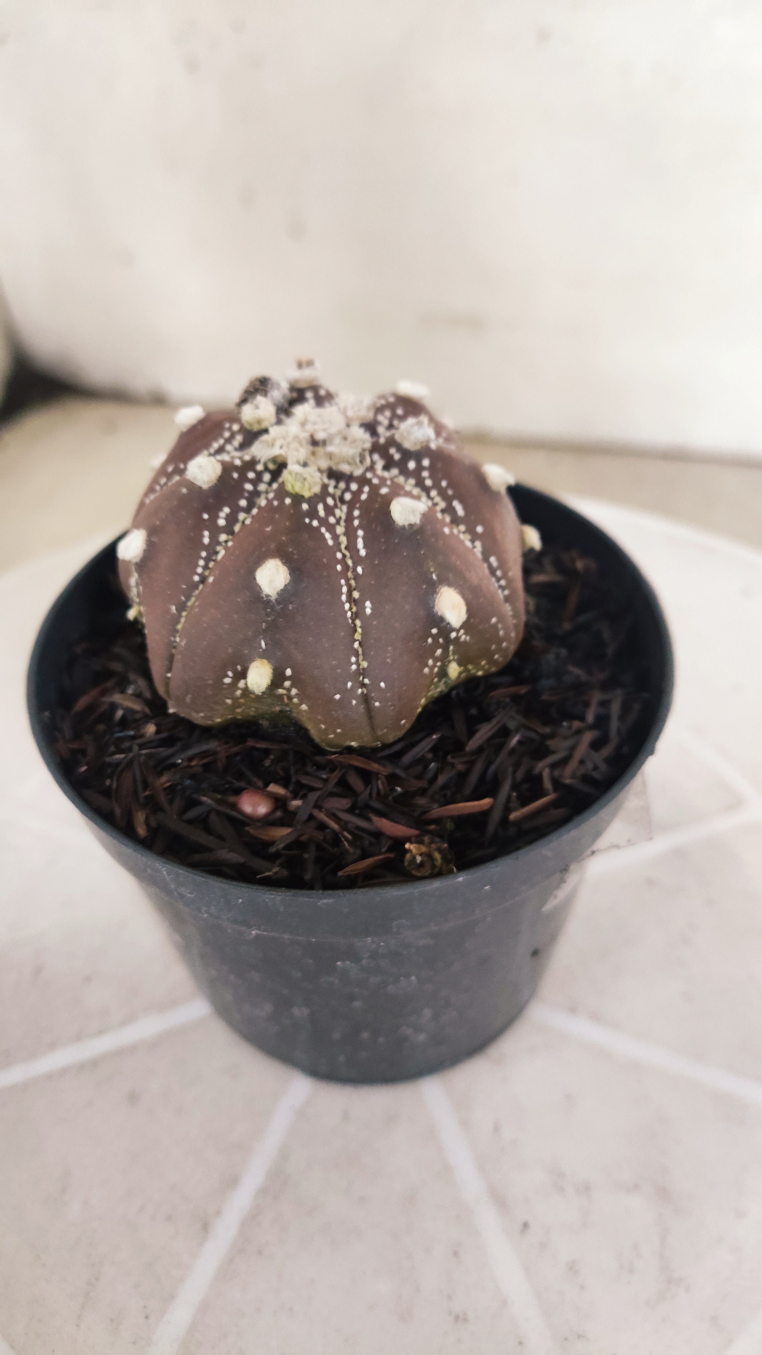 ASTROPHYTUM ASTERIAS Star shape “Purple”  Nº 1072 – vaso 09