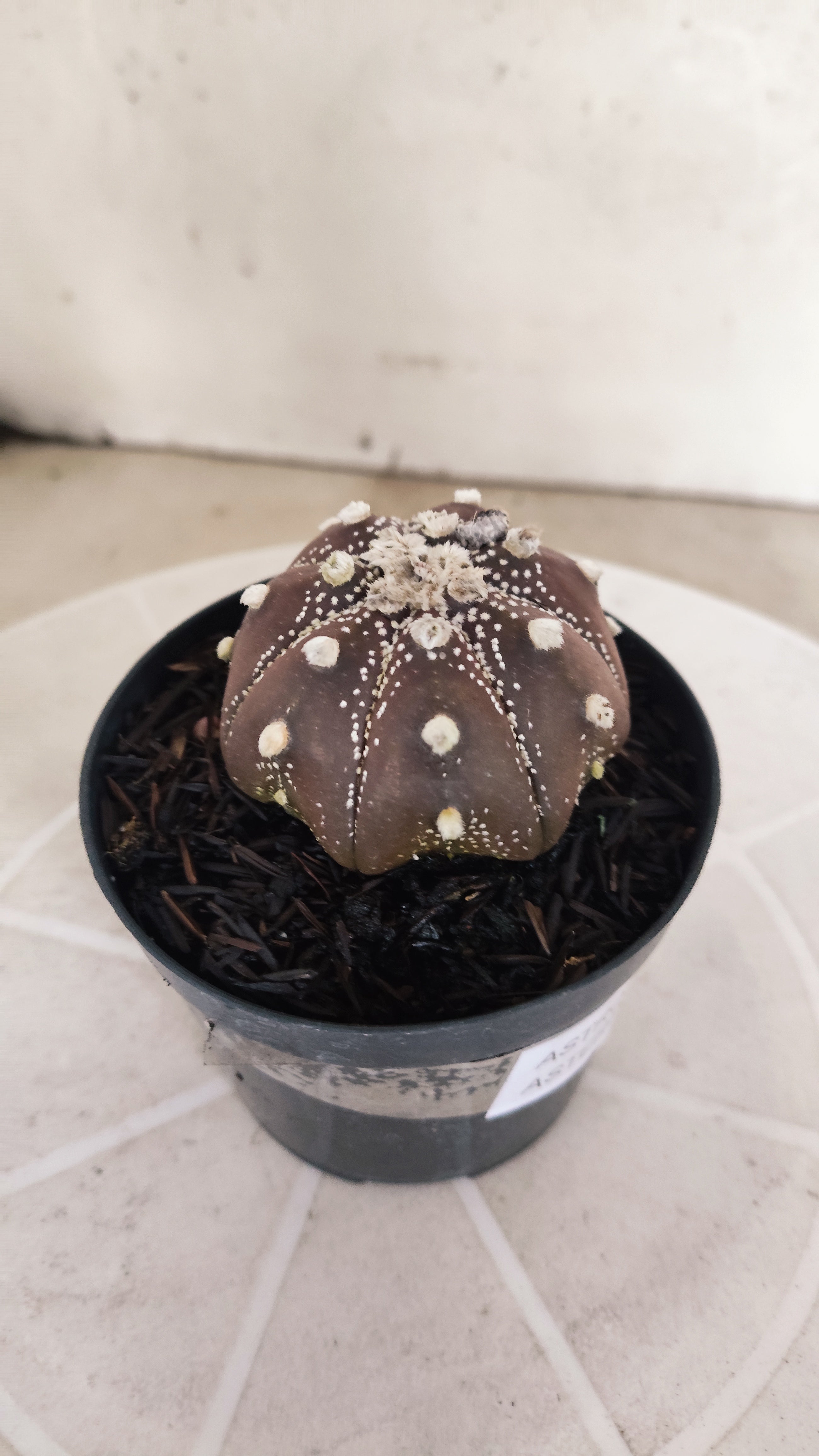 ASTROPHYTUM ASTERIAS Star shape “Purple”  Nº 1072 – vaso 09