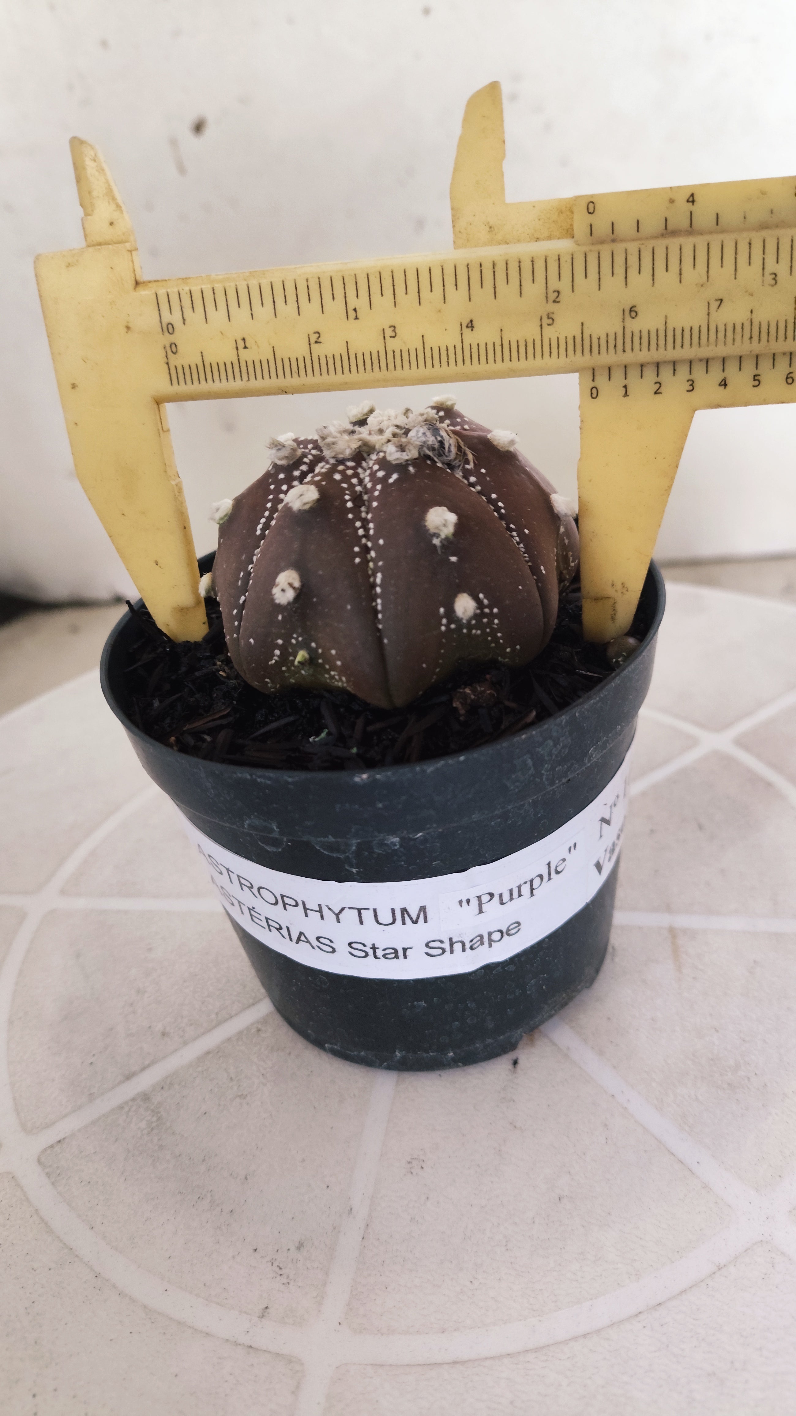 ASTROPHYTUM ASTERIAS Star shape “Purple”  Nº 1072 – vaso 09
