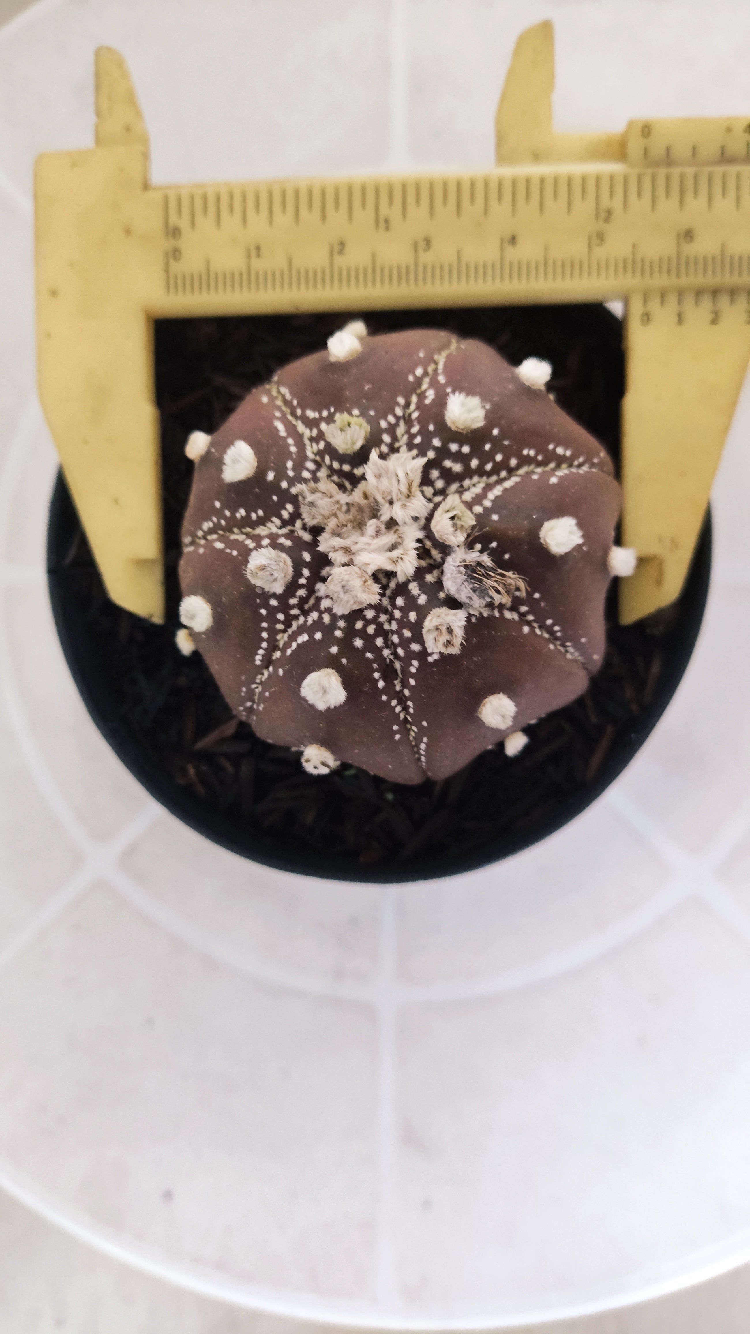 ASTROPHYTUM ASTERIAS Star shape “Purple”  Nº 1072 – vaso 09