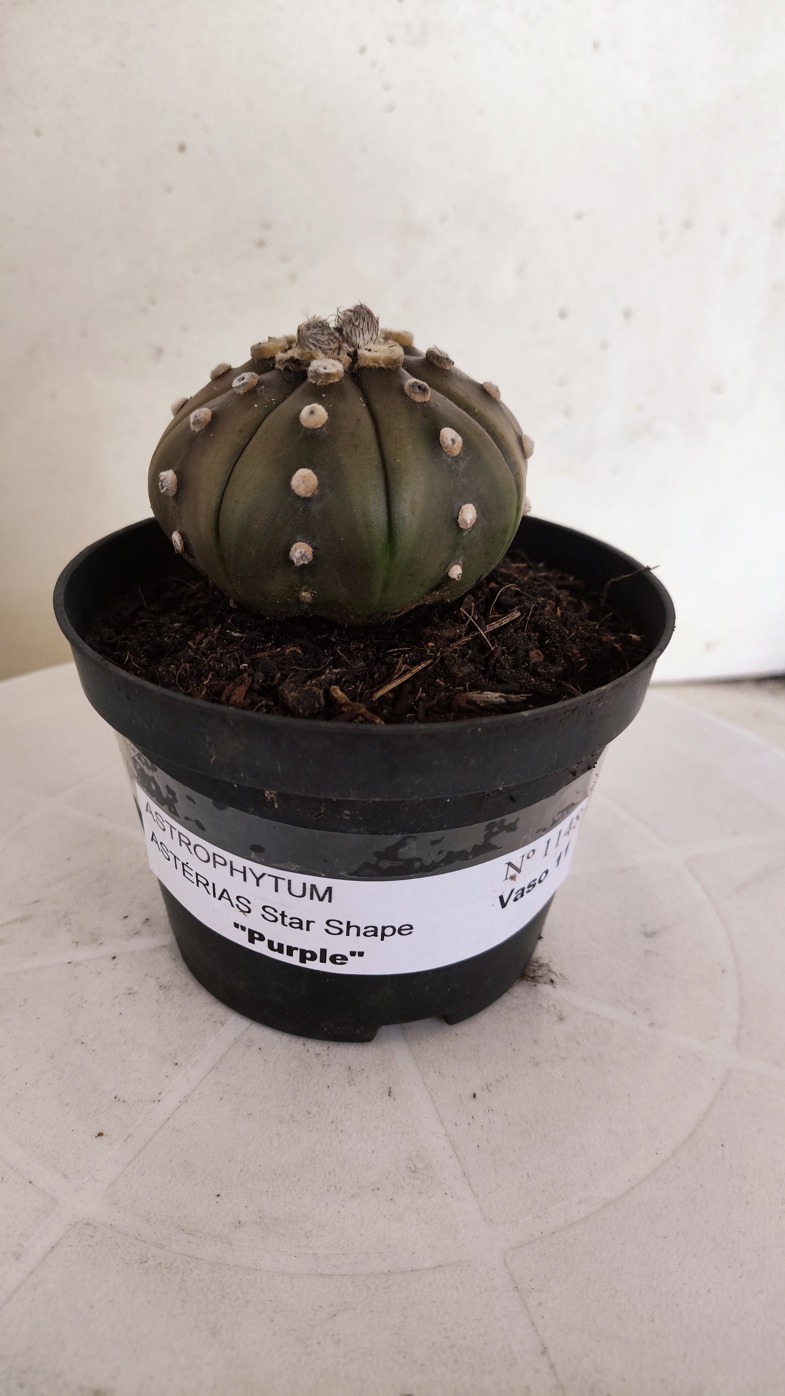 ASTROPHYTUM ASTERIAS "STAR SHAPE - Purple"   Nº 1148 – vaso 11