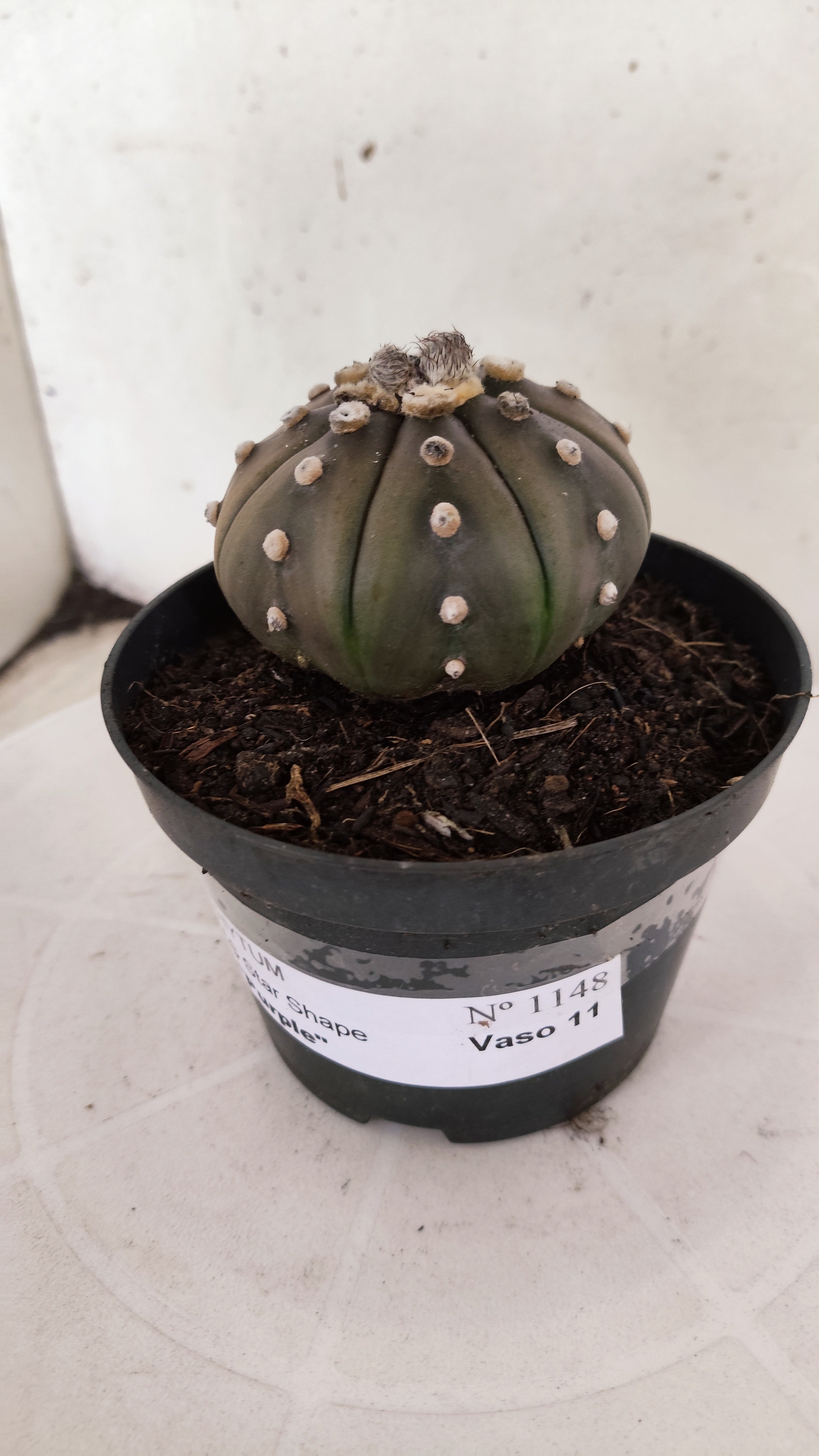 ASTROPHYTUM ASTERIAS "STAR SHAPE - Purple"   Nº 1148 – vaso 11