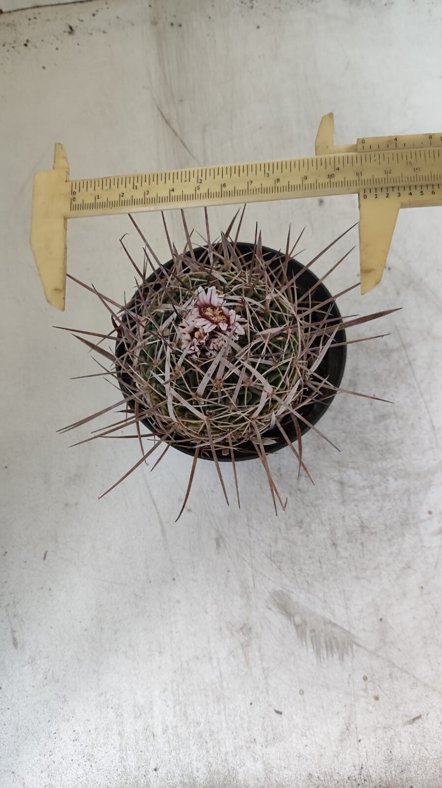 STENOCACTUS LLOYDII Nº 20 – vaso 11