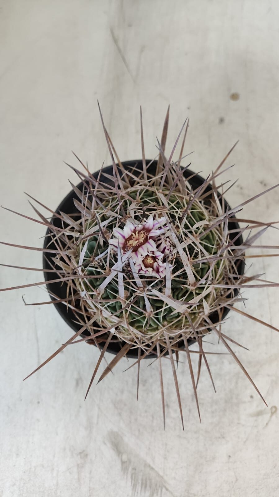 STENOCACTUS LLOYDII Nº 20 – vaso 11