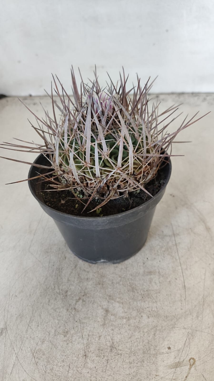 STENOCACTUS LLOYDII Nº 20 – vaso 11