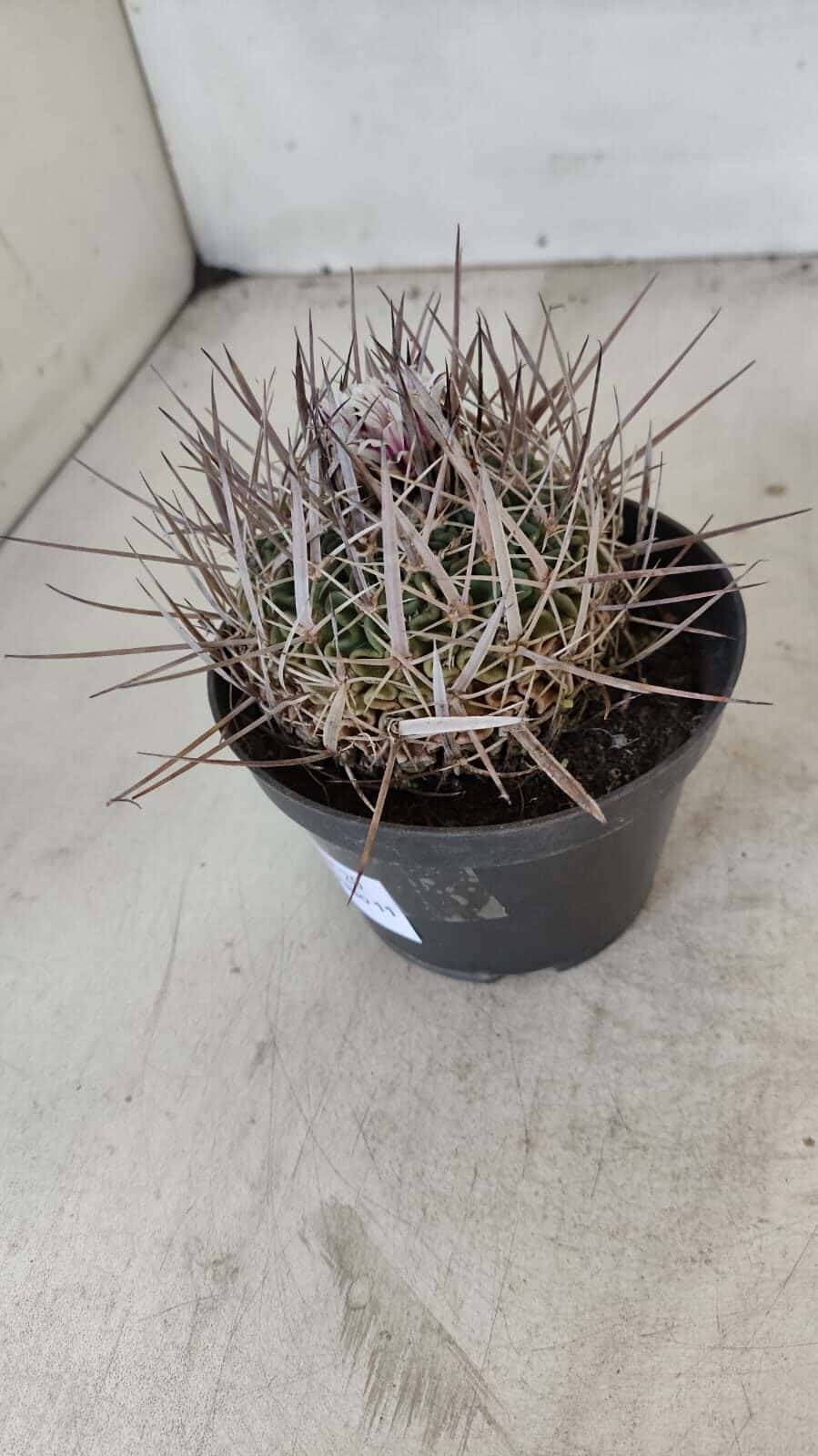 STENOCACTUS LLOYDII Nº 20 – vaso 11