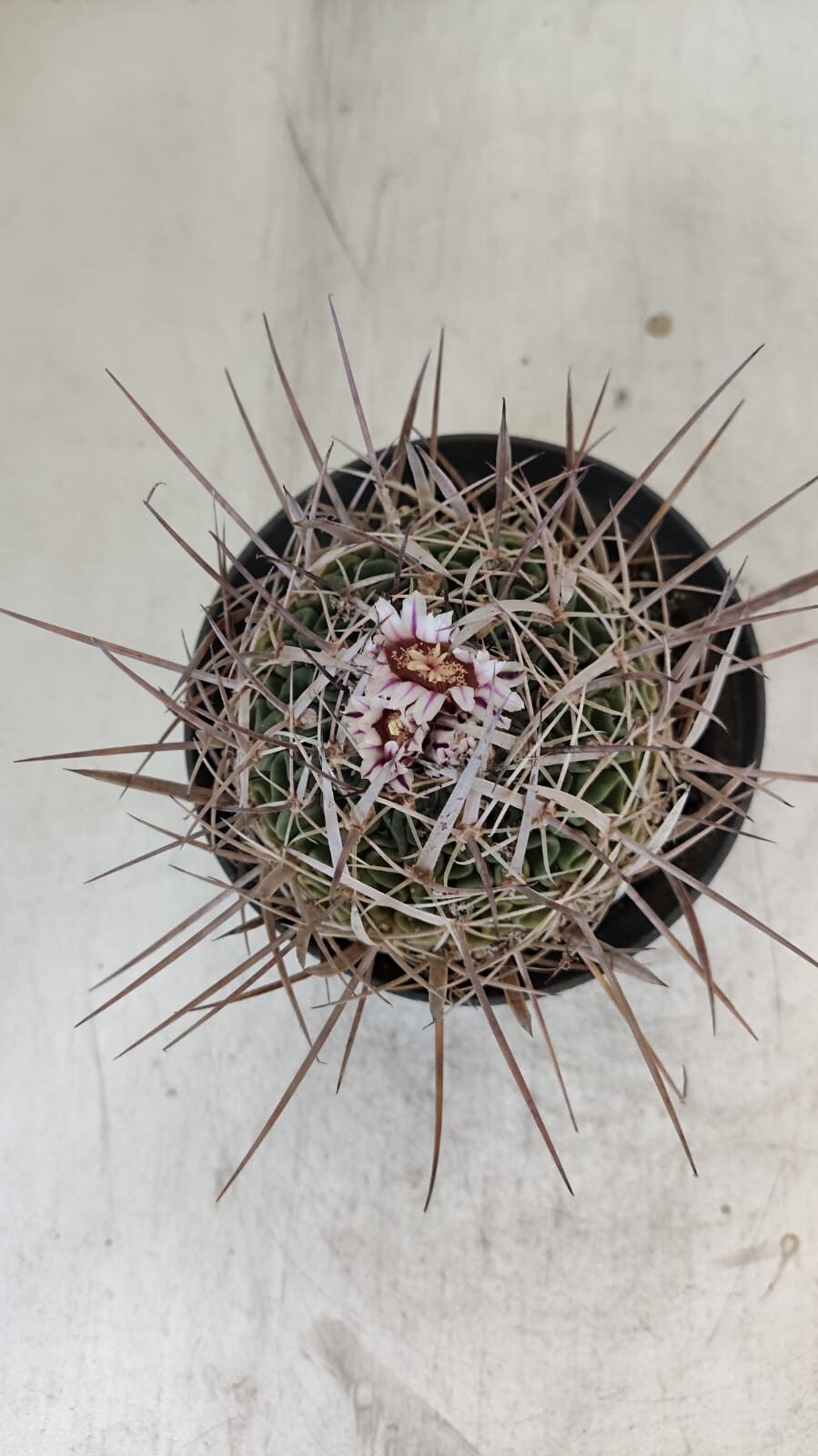STENOCACTUS LLOYDII Nº 20 – vaso 11